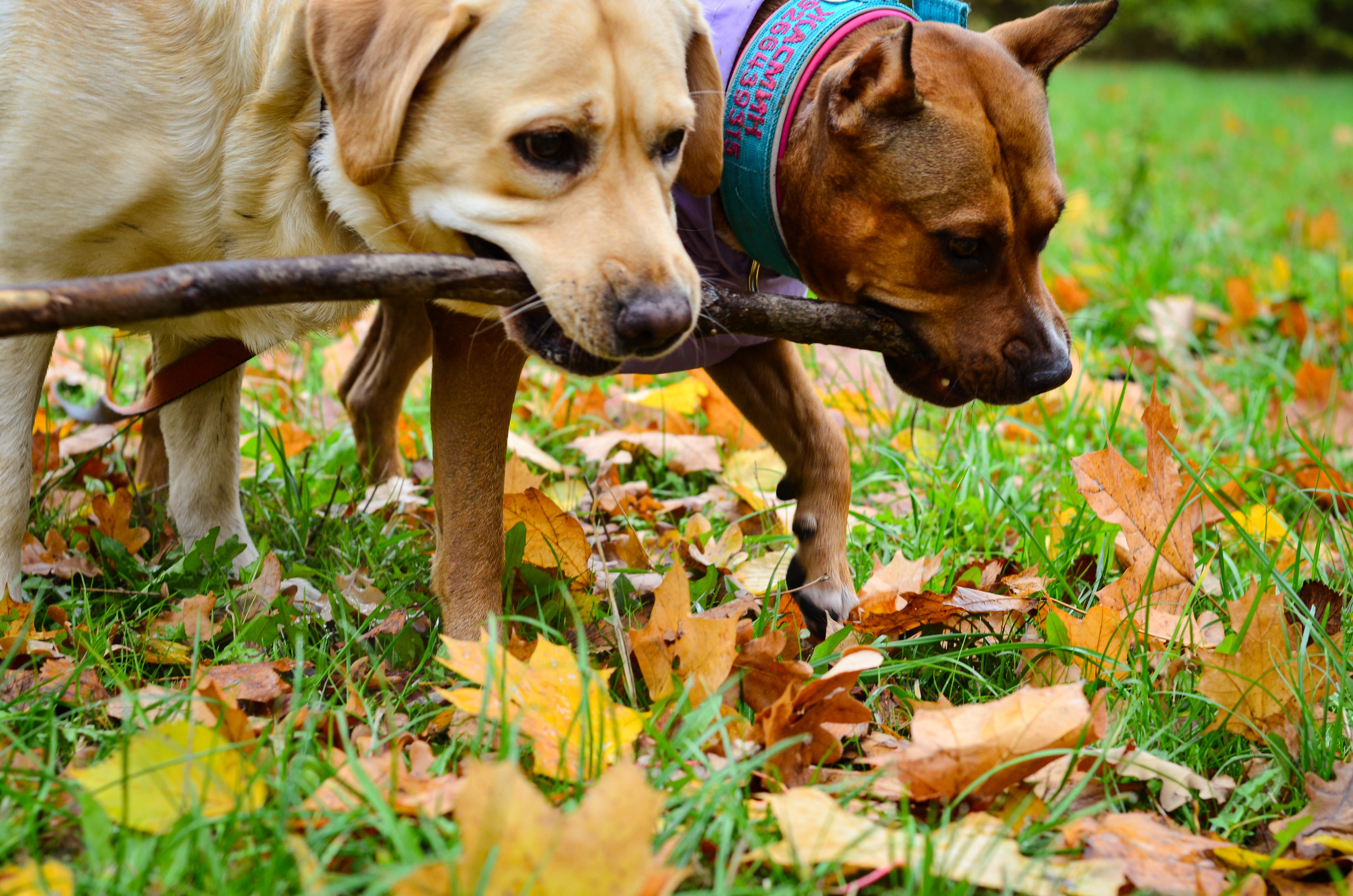 Съемка на природе. Фотопрогулка с животными. Женский и семейный фотограф Людмила Богачкина