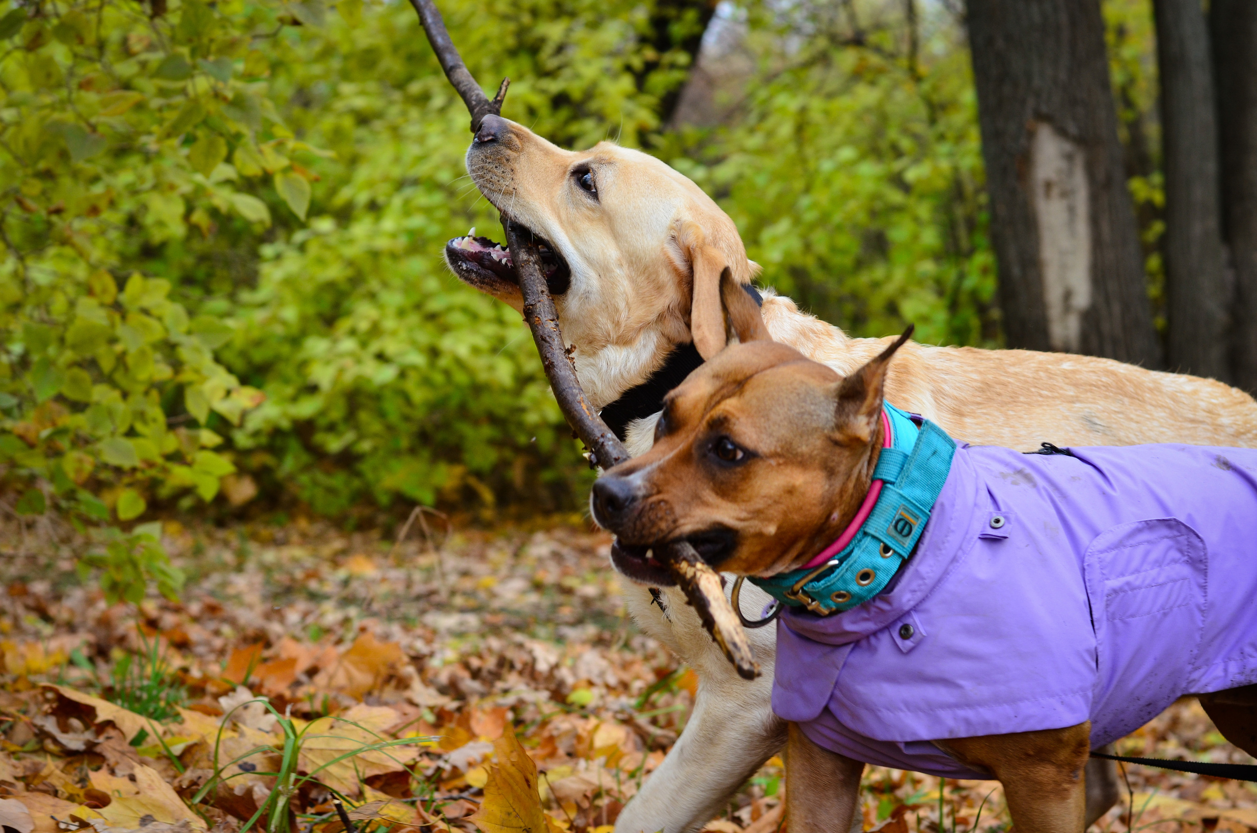 Фотопрогулка в парке с животными. Женский и семейный фотограф Людмила Богачкина