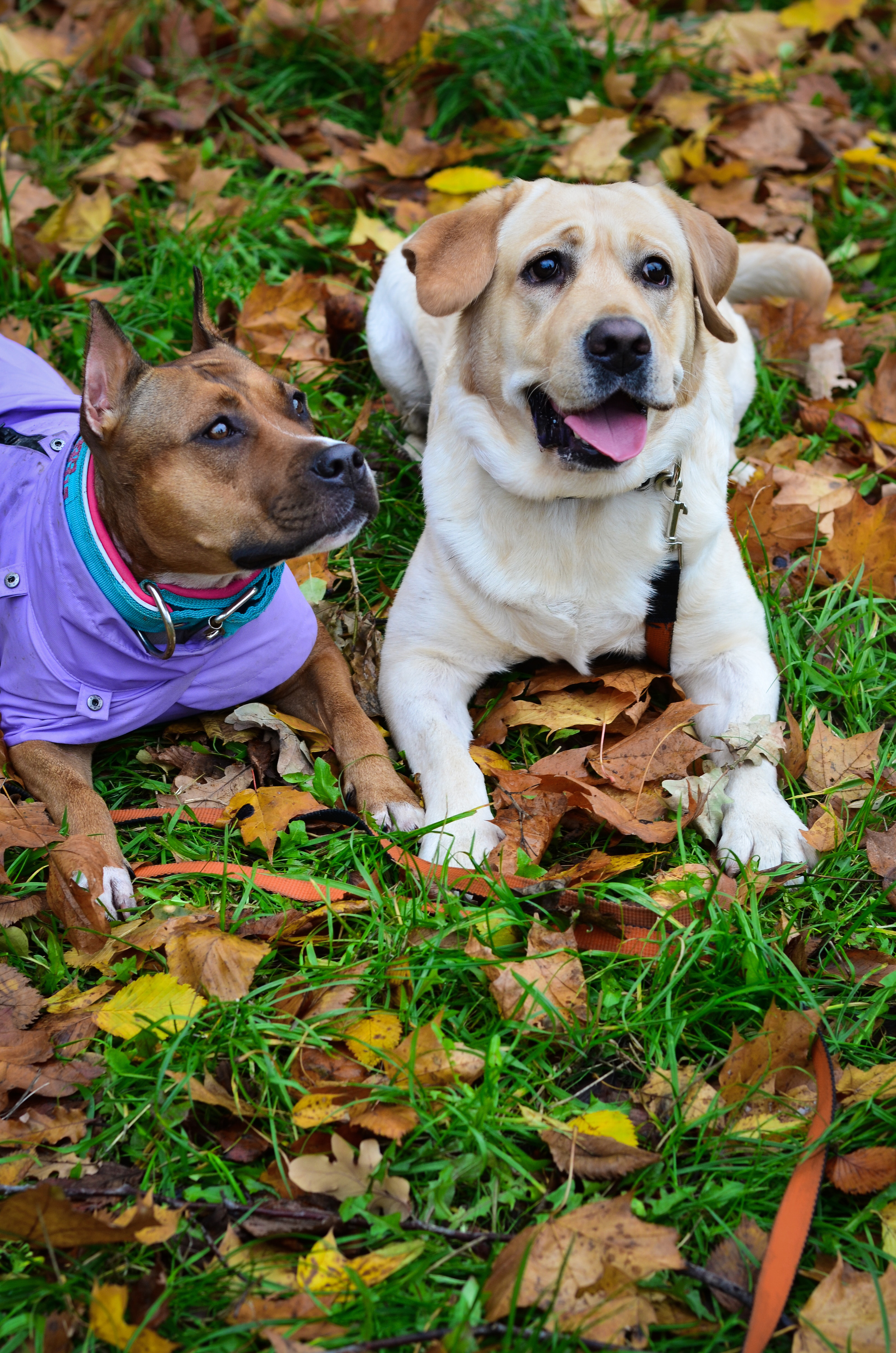 Фотопрогулка в парке с животными. Женский и семейный фотограф Людмила Богачкина