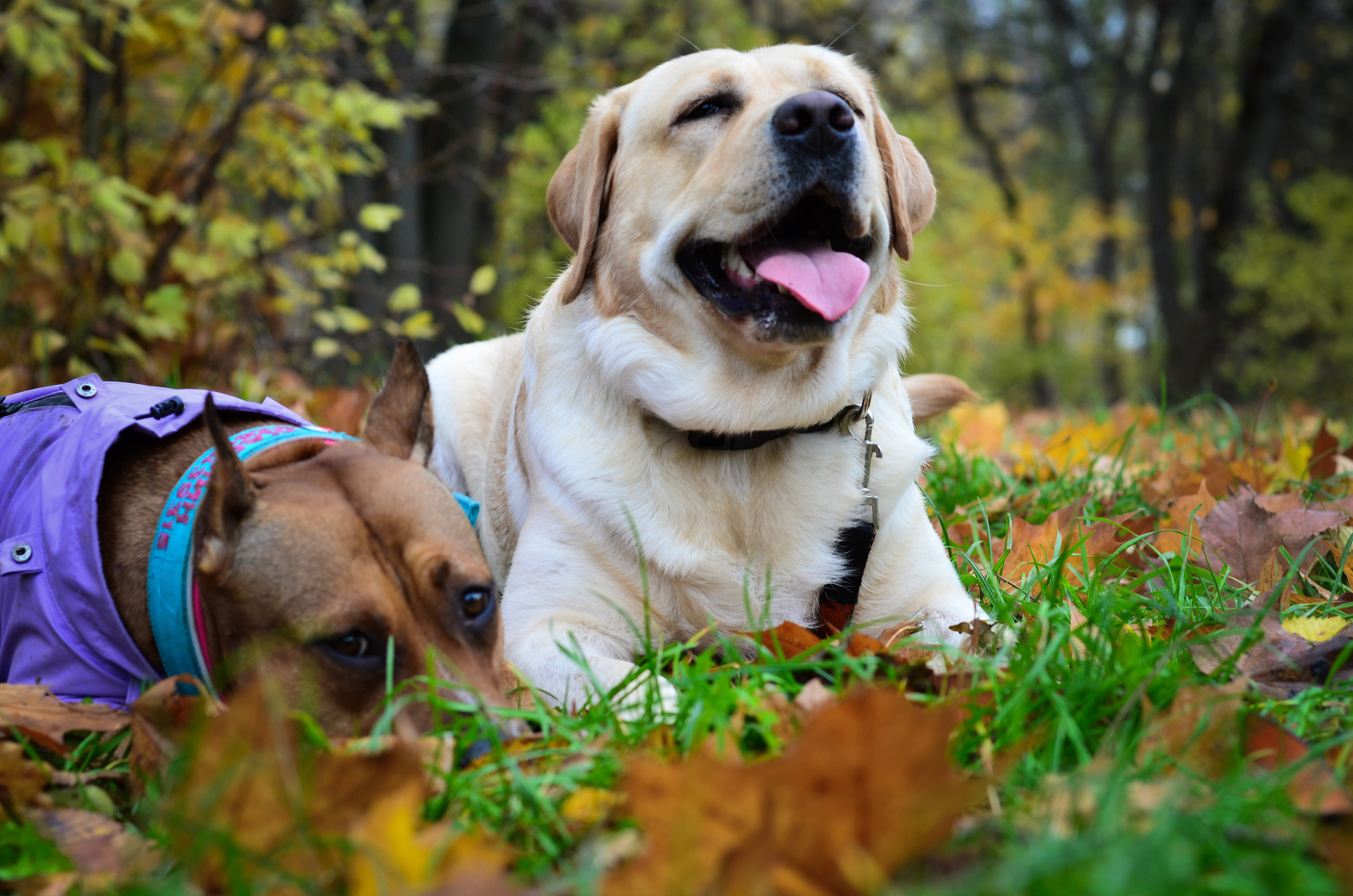 Съемка на природе. Фотопрогулка с животными. Женский и семейный фотограф Людмила Богачкина