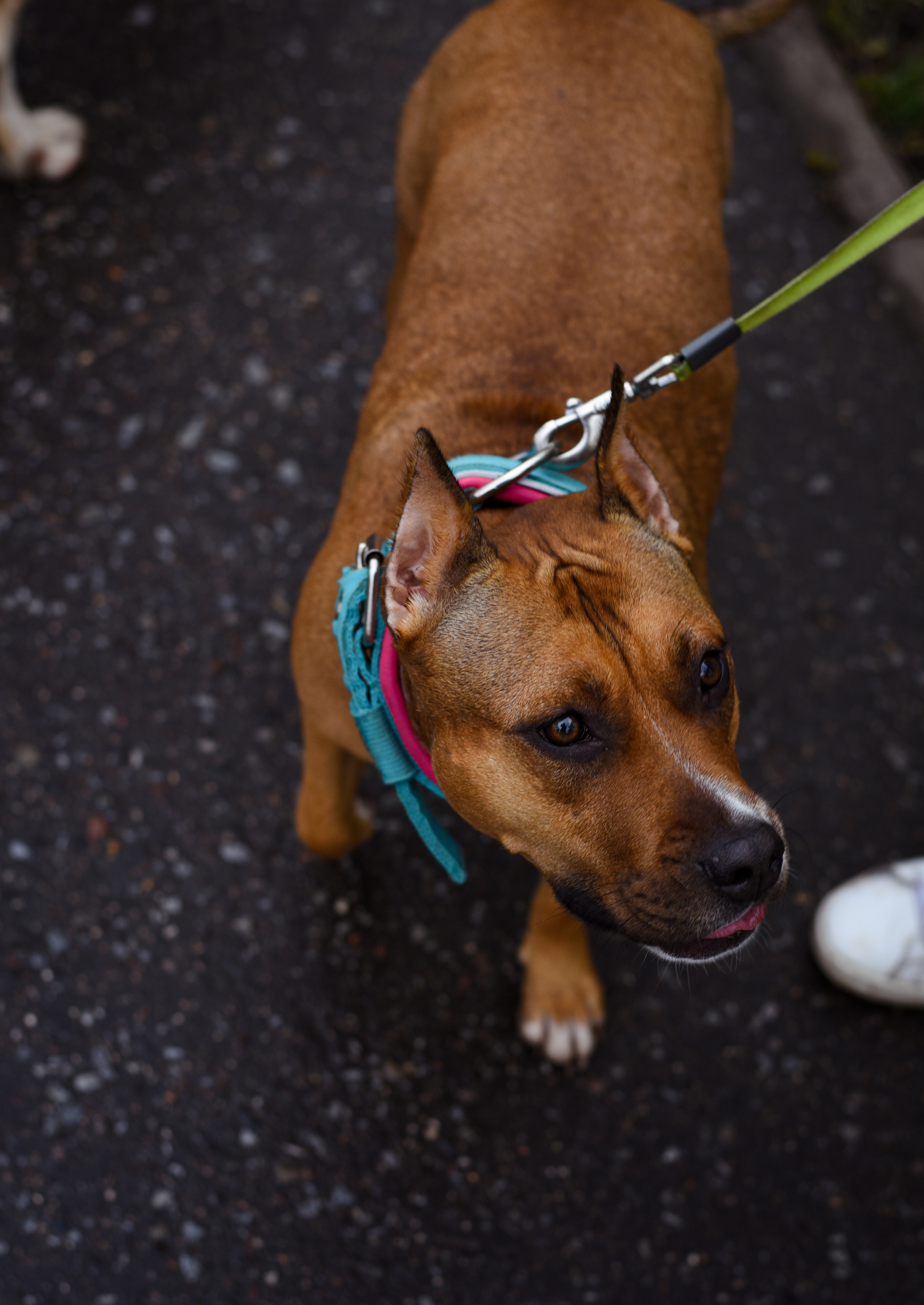 Съемка на природе. Фотопрогулка с животными. Женский и семейный фотограф Людмила Богачкина