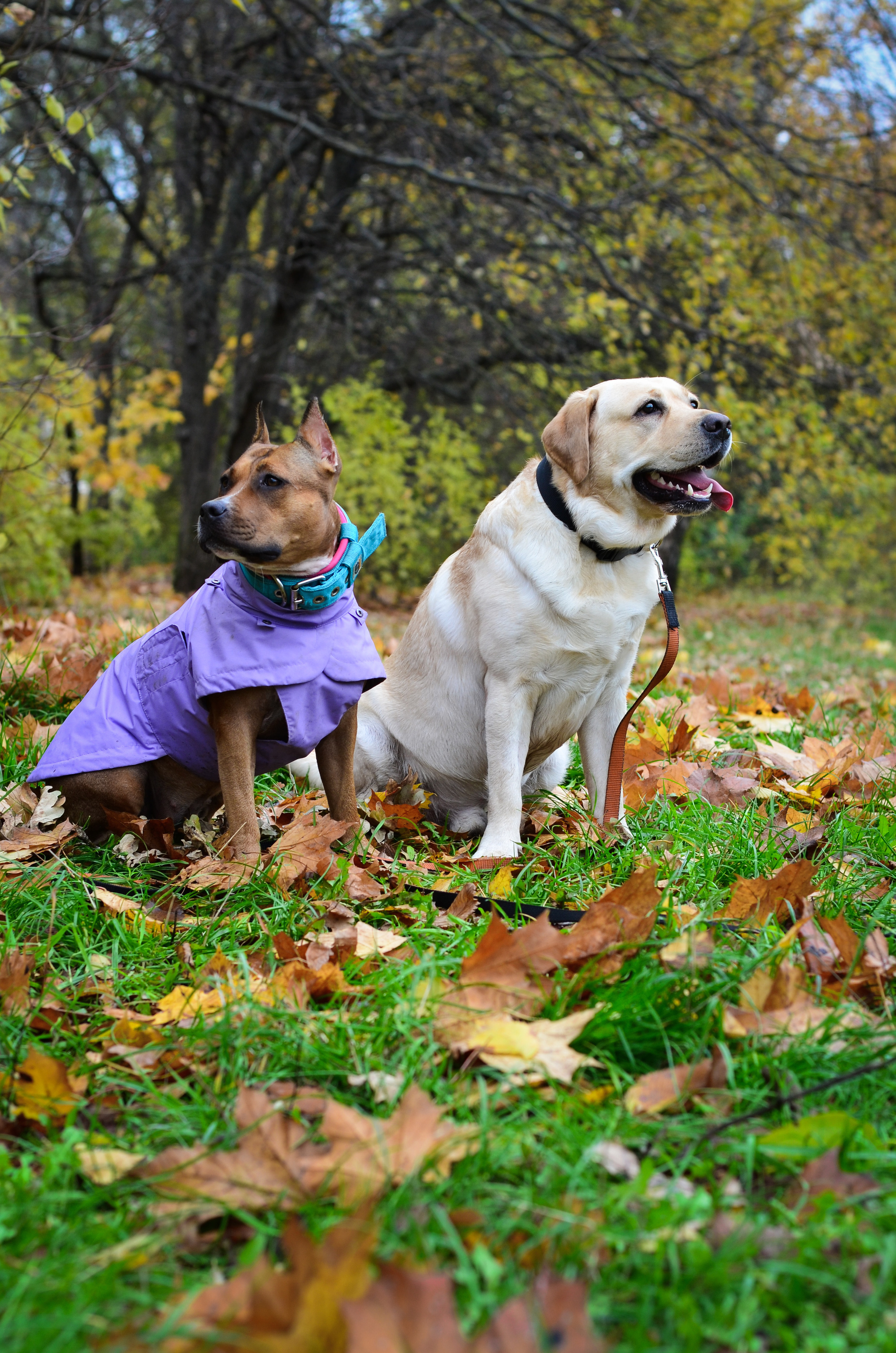 Фотопрогулка в парке с животными. Женский и семейный фотограф Людмила Богачкина