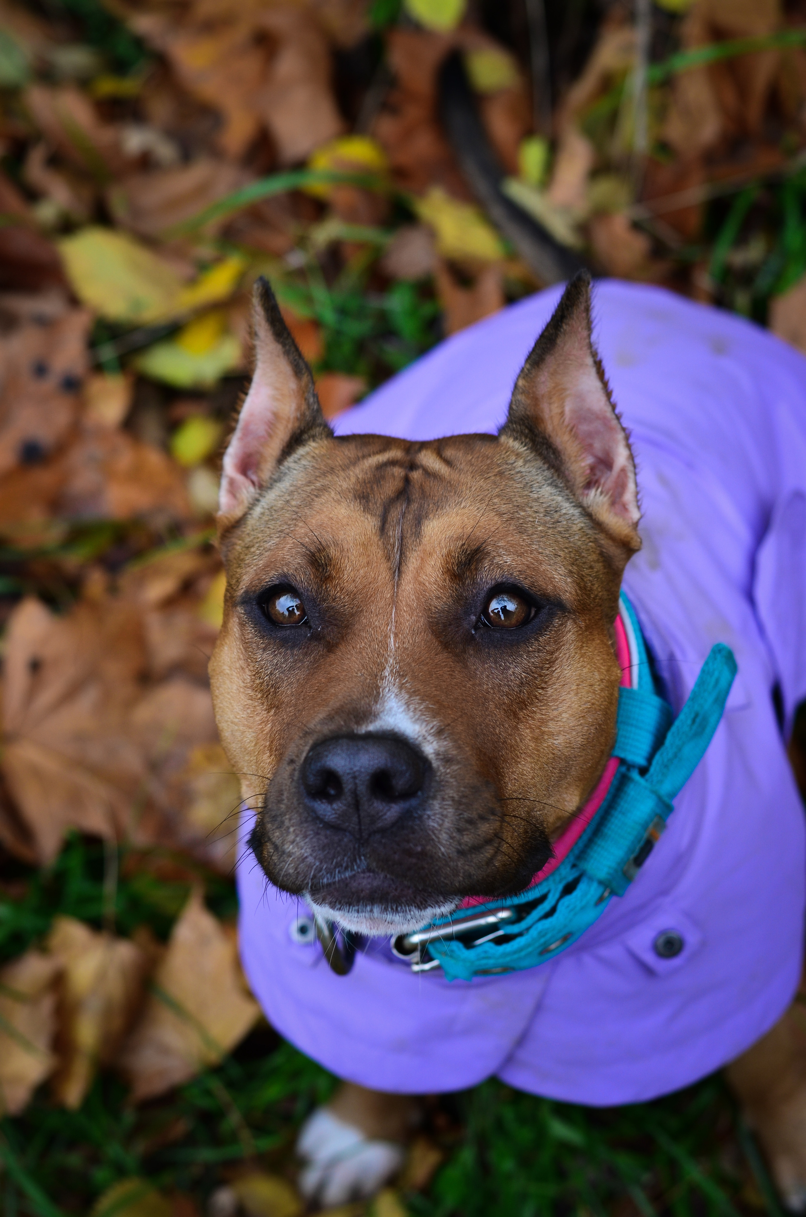 Съемка на природе. Фотопрогулка с животными. Женский и семейный фотограф Людмила Богачкина