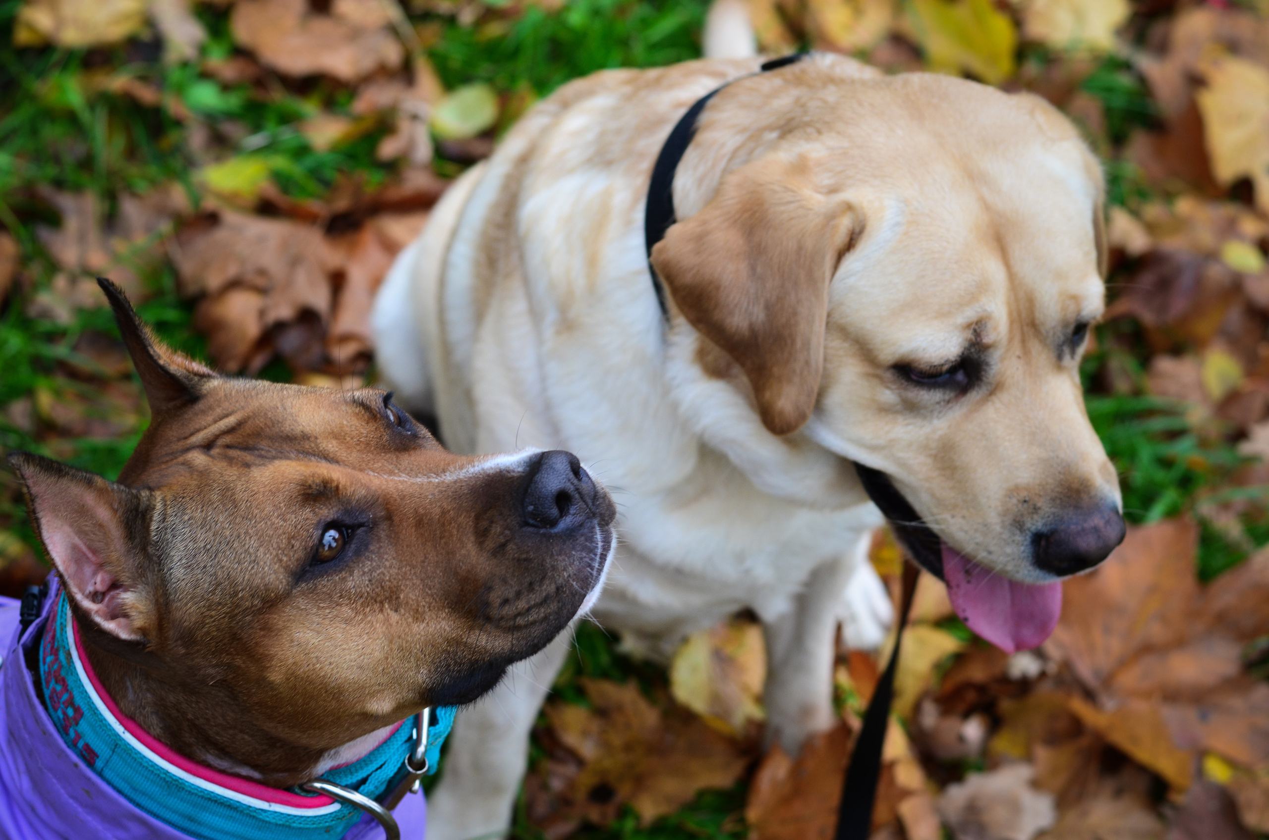 Фотопрогулка в парке с животными. Женский и семейный фотограф Людмила Богачкина