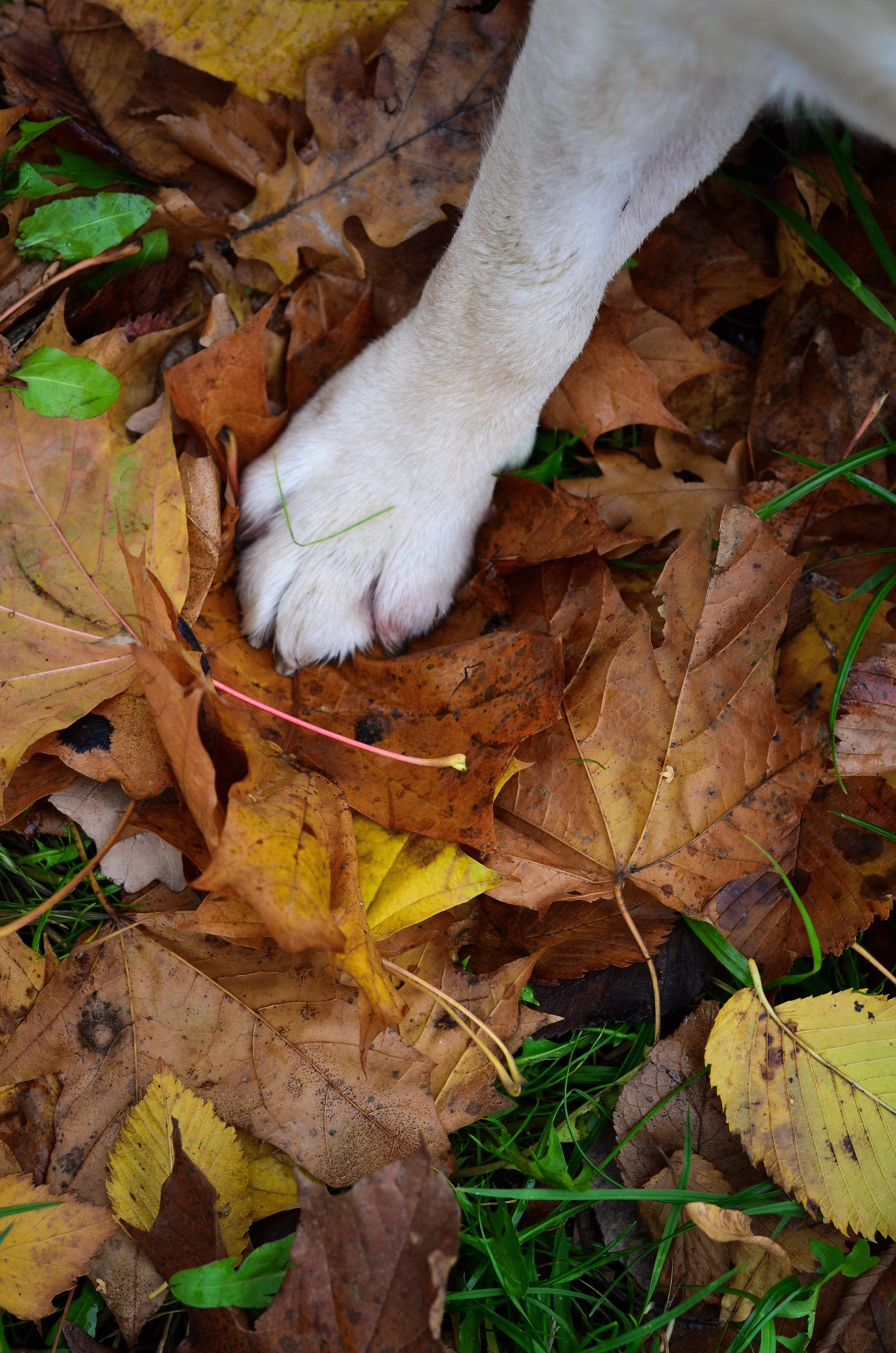Фотопрогулка в парке с животными. Женский и семейный фотограф Людмила Богачкина