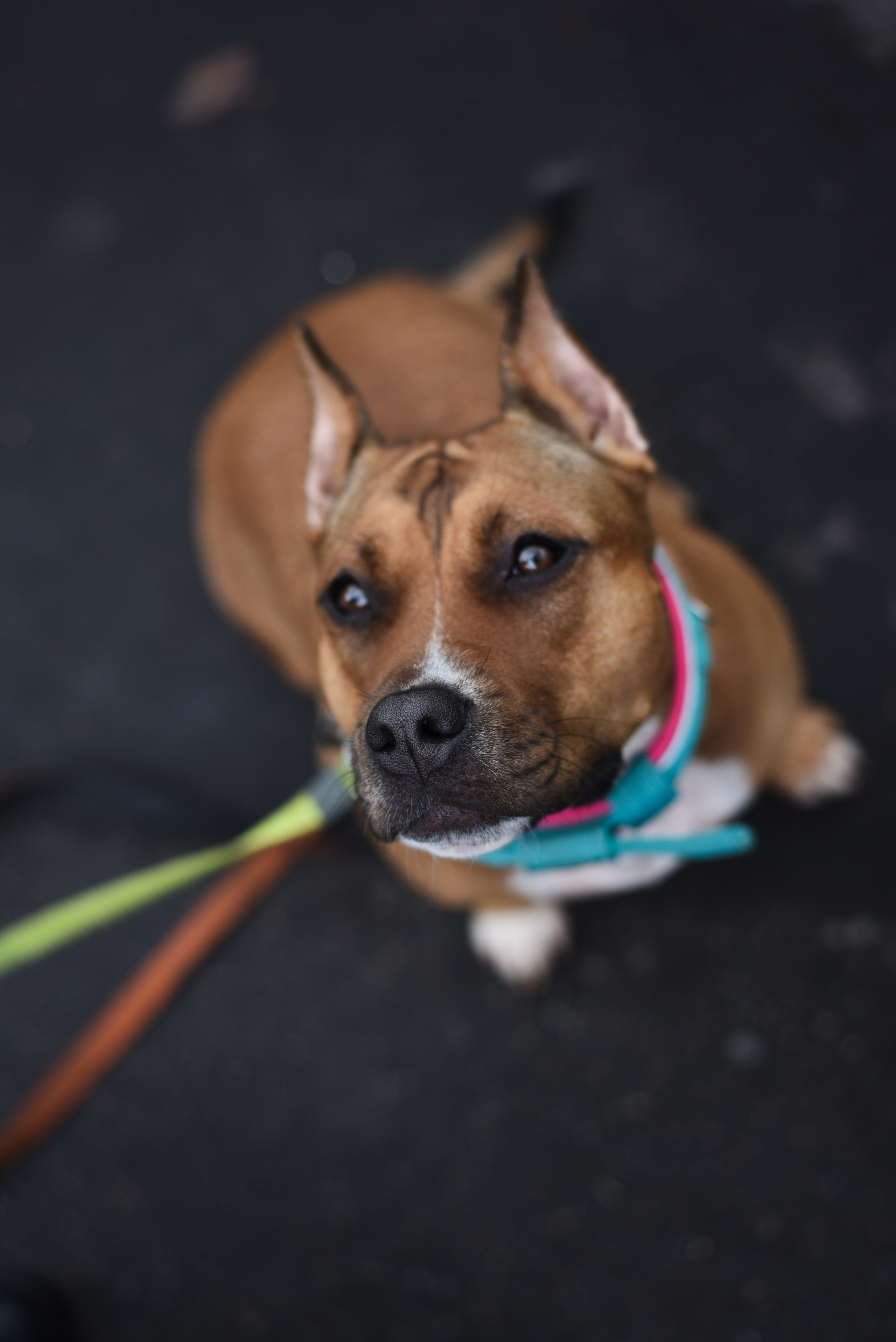 Съемка на природе. Фотопрогулка с животными. Женский и семейный фотограф Людмила Богачкина