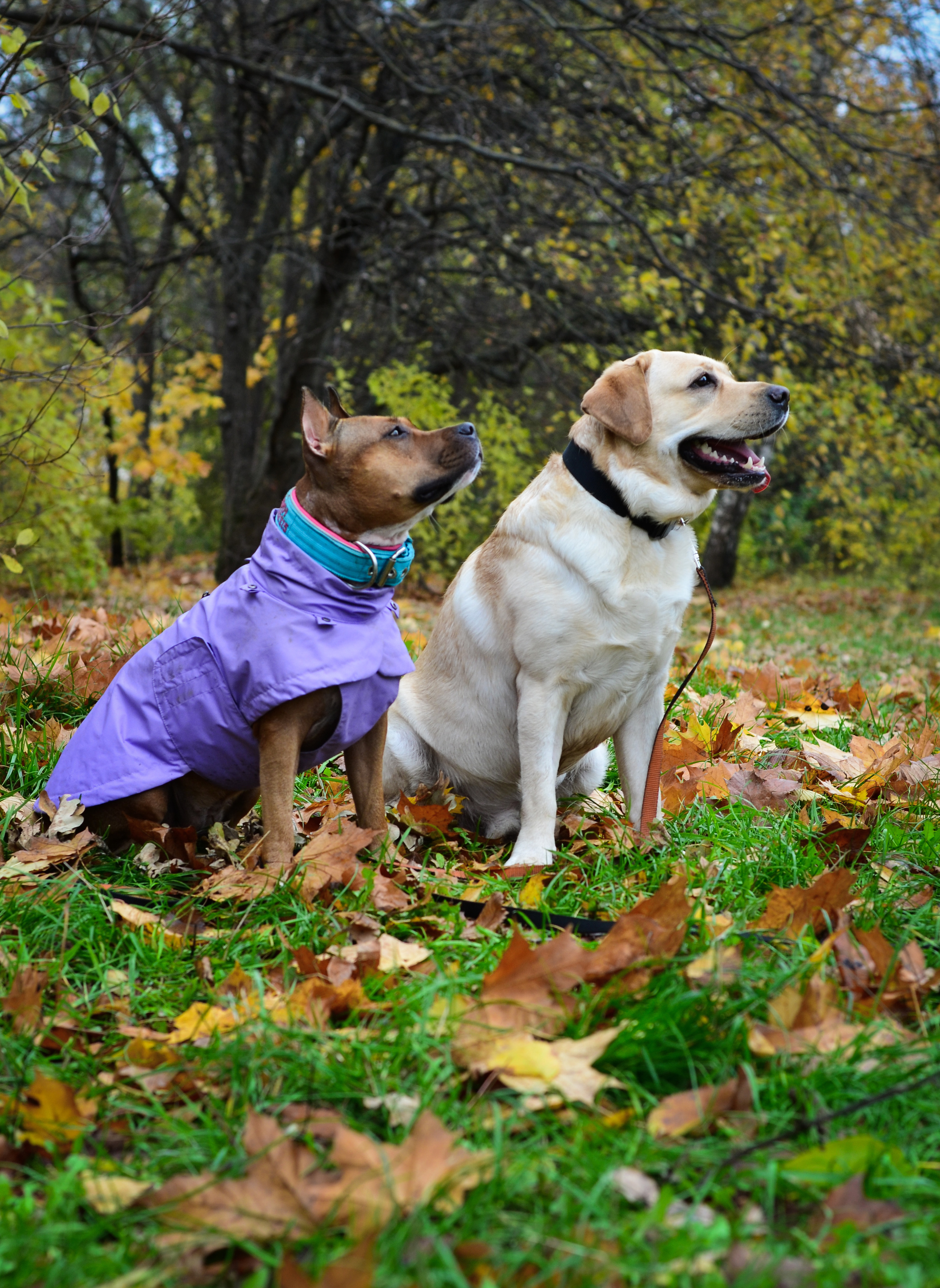 Фотопрогулка в парке с животными. Женский и семейный фотограф Людмила Богачкина