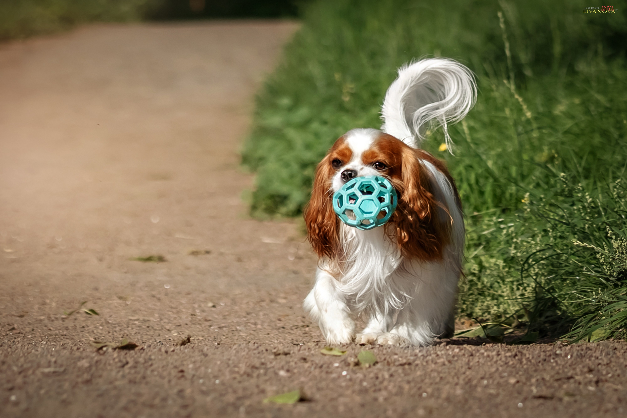Маруся и Энди. Фотограф анималист Аня Ливанова | Рыбинск