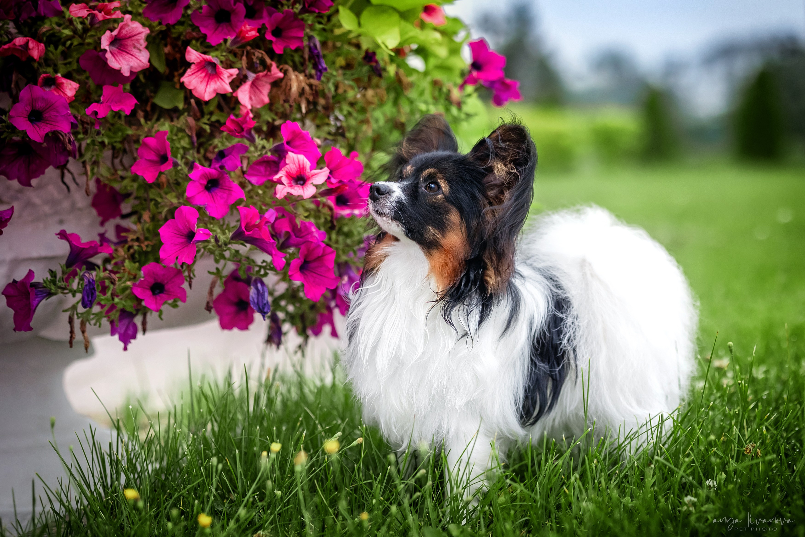 Елена и папийоны. Фотограф анималист Аня Ливанова | Рыбинск