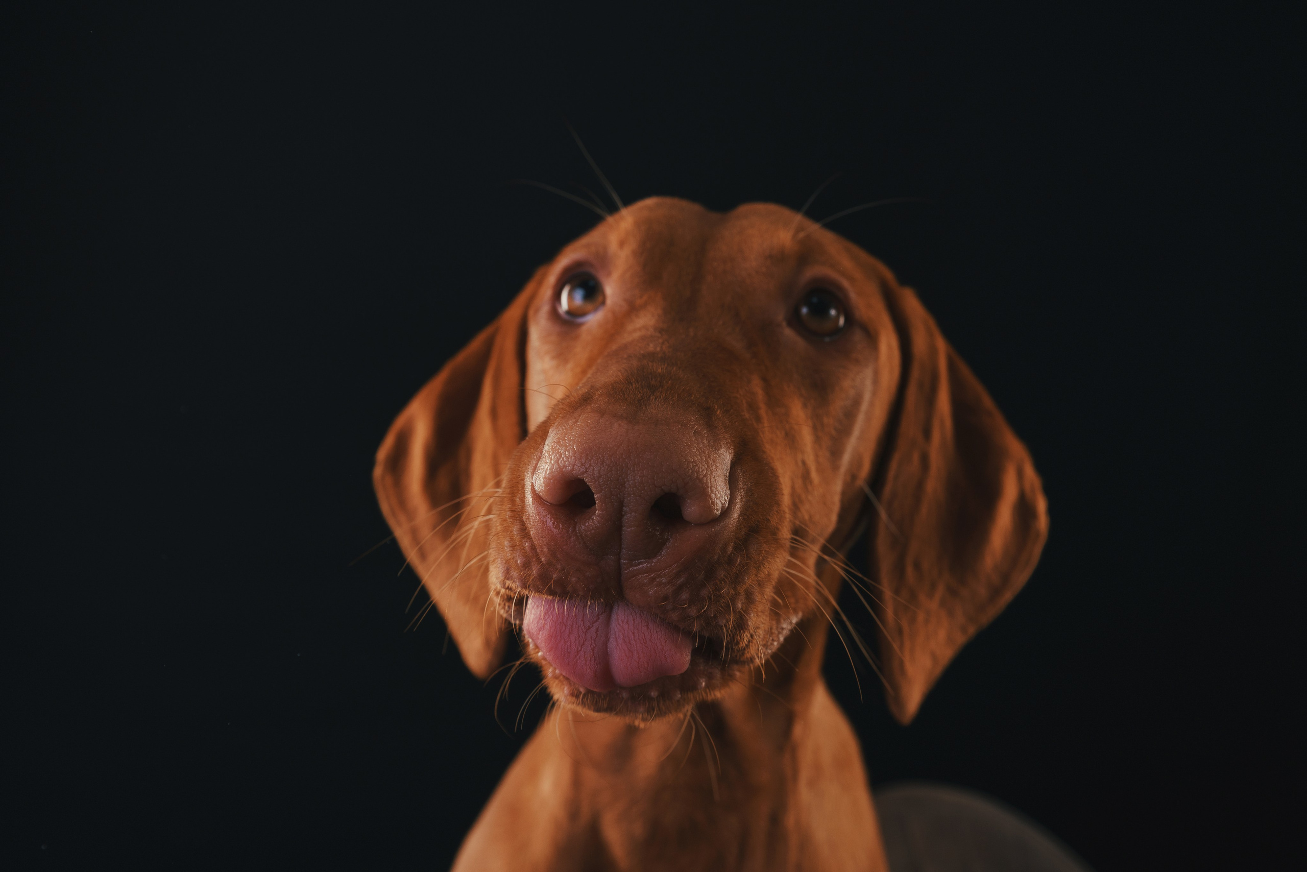 Выжла Гая. Фотограф анималист Осипчикова Мария