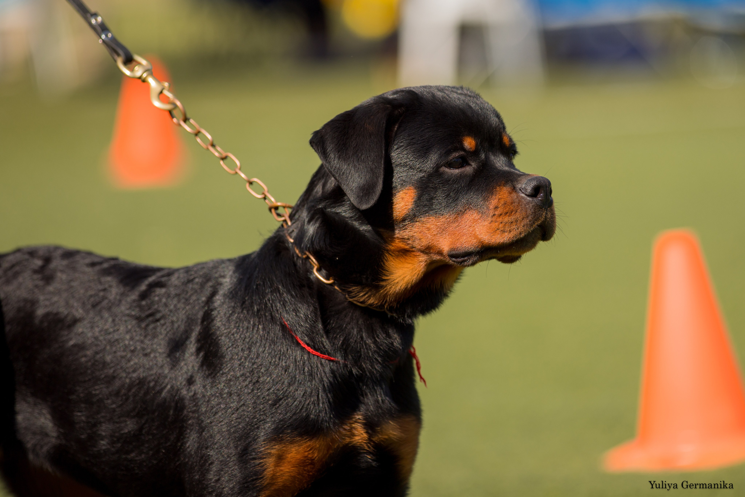 Анапа 16-17.09.2023 моно ротвейлеров. Фотограф-анималист Юлия Германика
