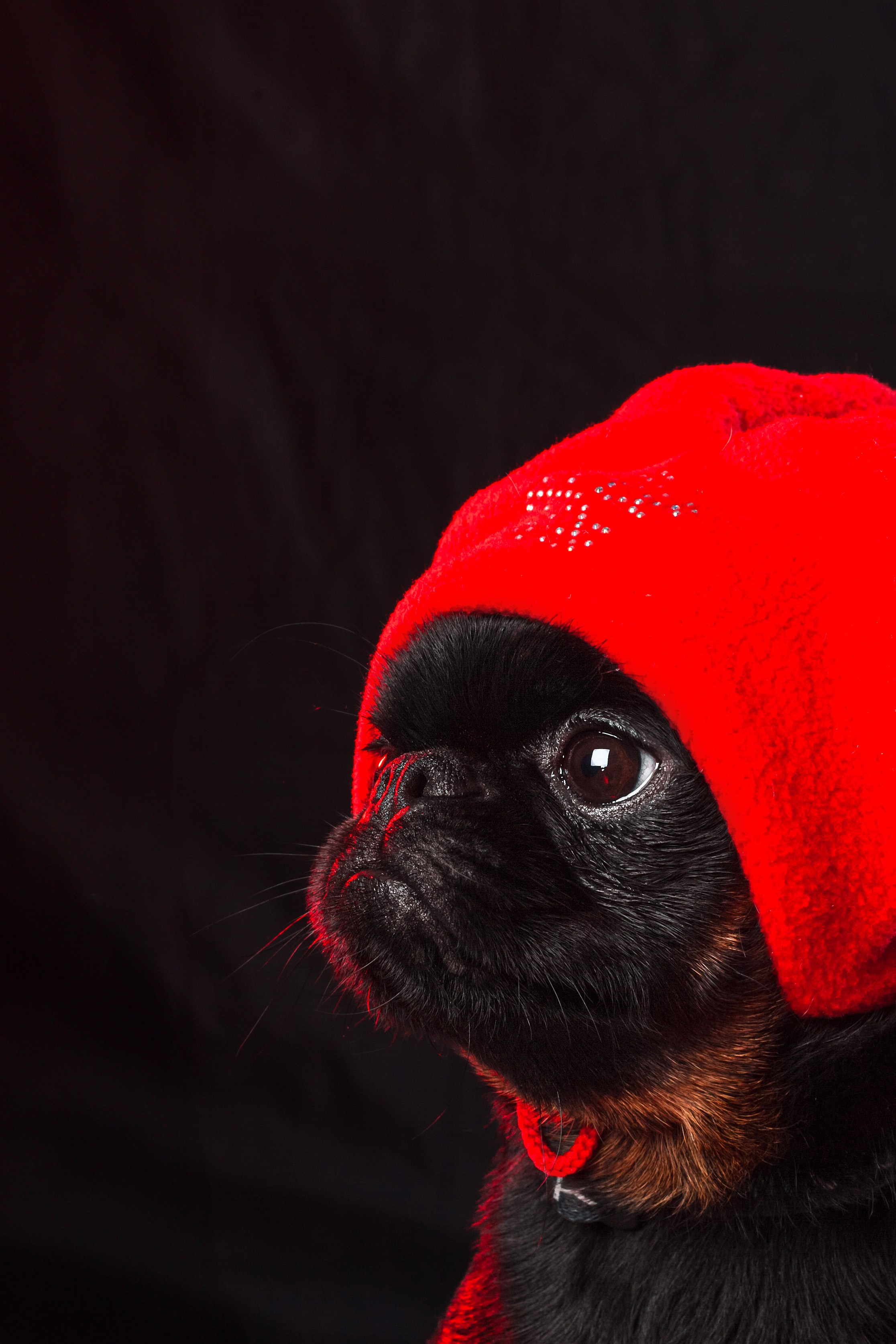 Студийная фотосессия с цветным светом. Фотограф-анималист Татьяна Степанова