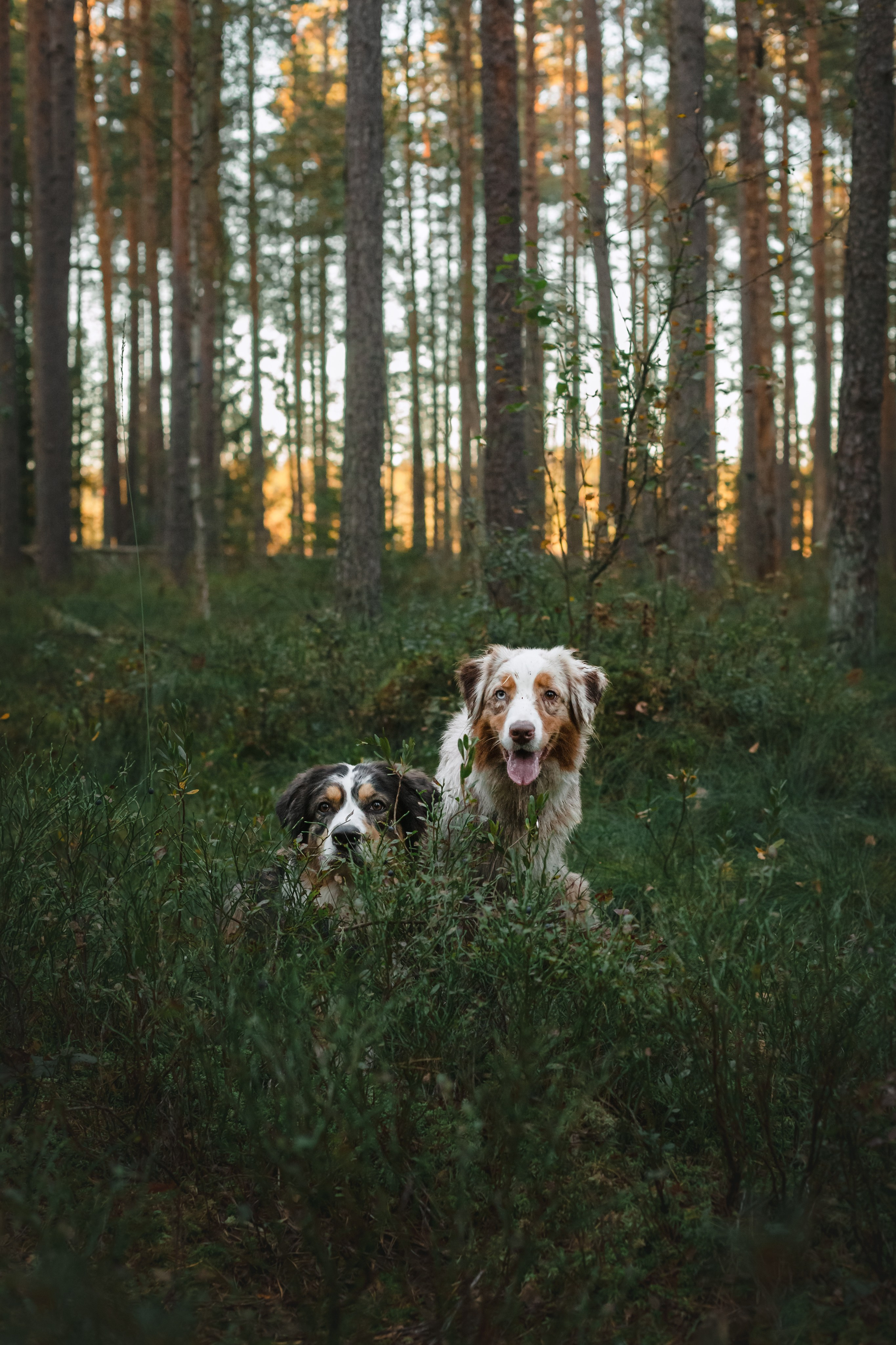 Фотопрогулка в Ленобласти. Фотограф-анималист Татьяна Степанова