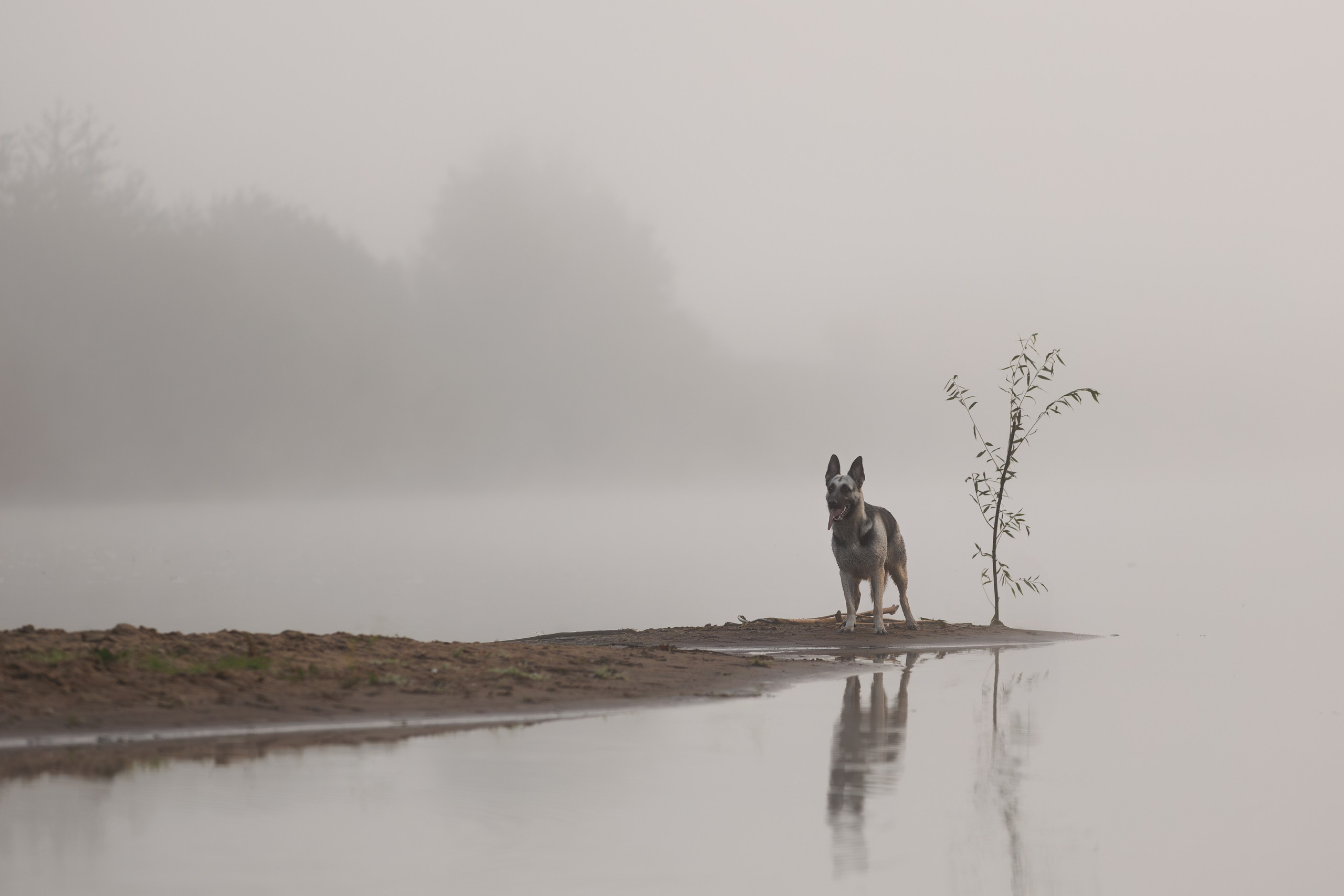 На природе и в городе. Фотограф-анималист в Калуге Мария Шерскова