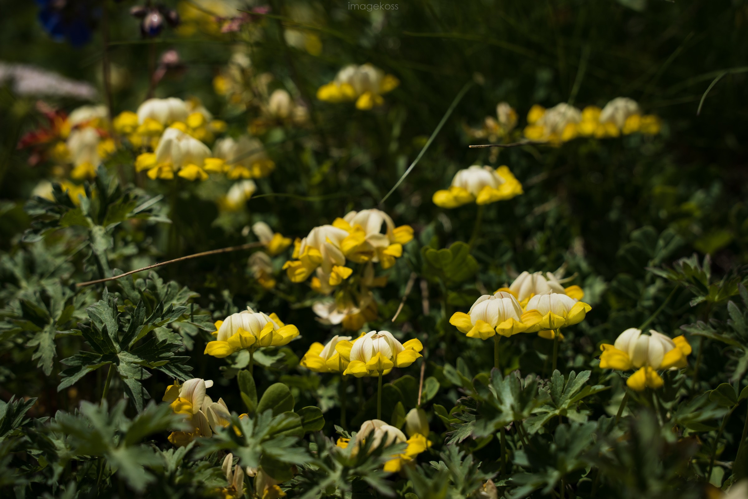 КБР. Эльбрус, Адыр-Су, Сылтран-кёль. Фотограф в поход и восхождение на Эльбрус Игорь Косарев