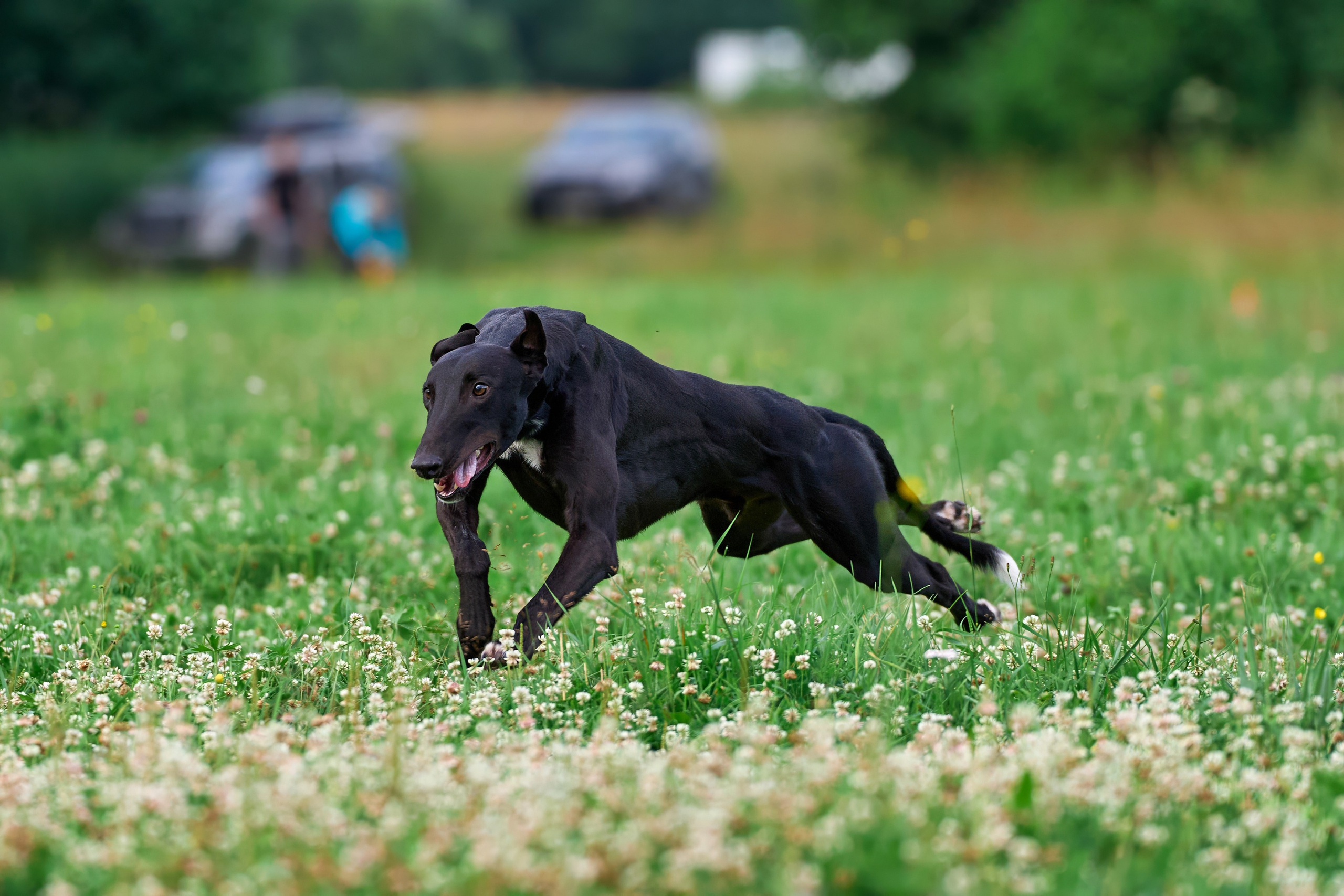 Тренировка по курсингу в Донино. Фотограф-анималист Михаил Манухин