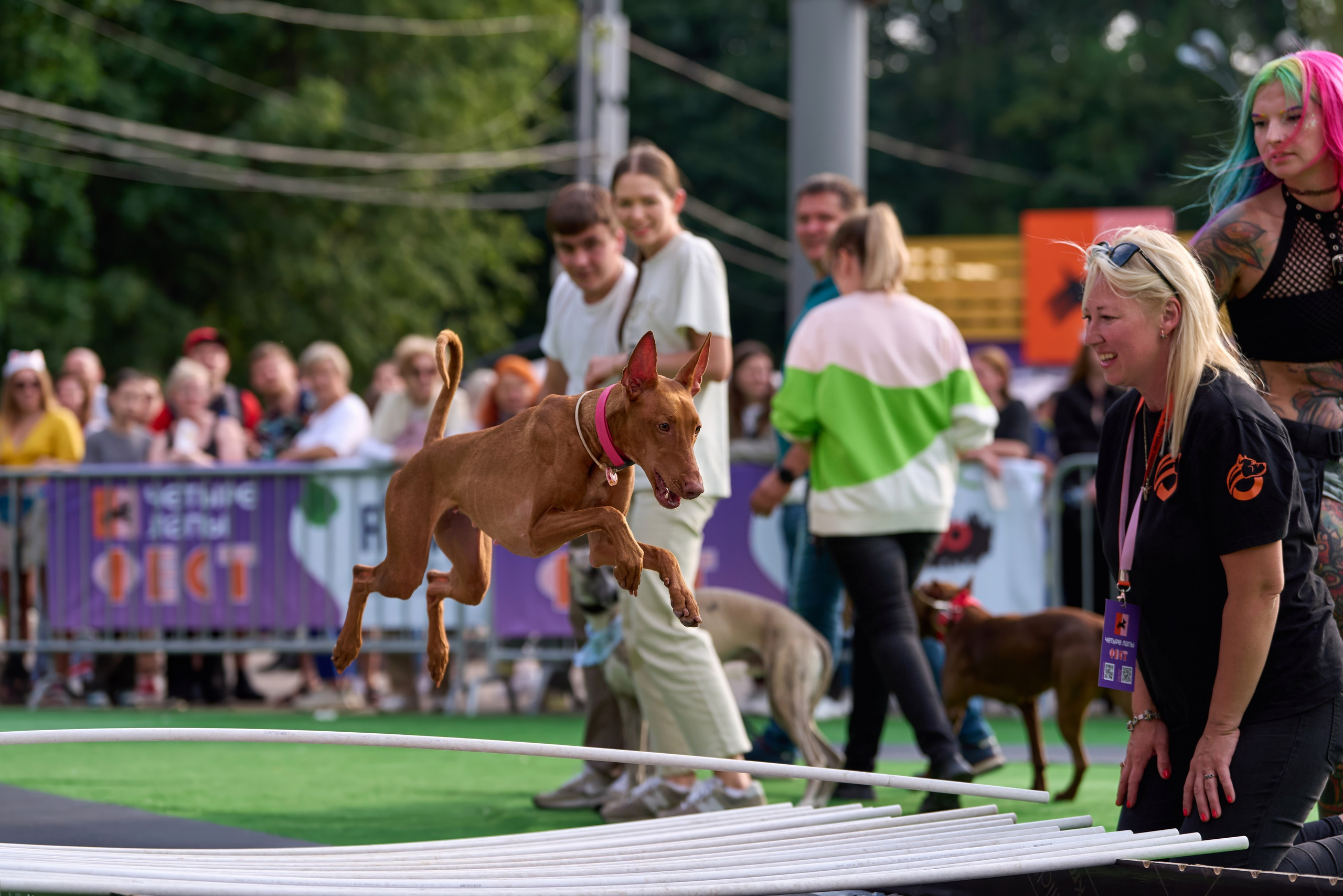4 лапы Фест. Многоборье. Фотограф-анималист Михаил Манухин