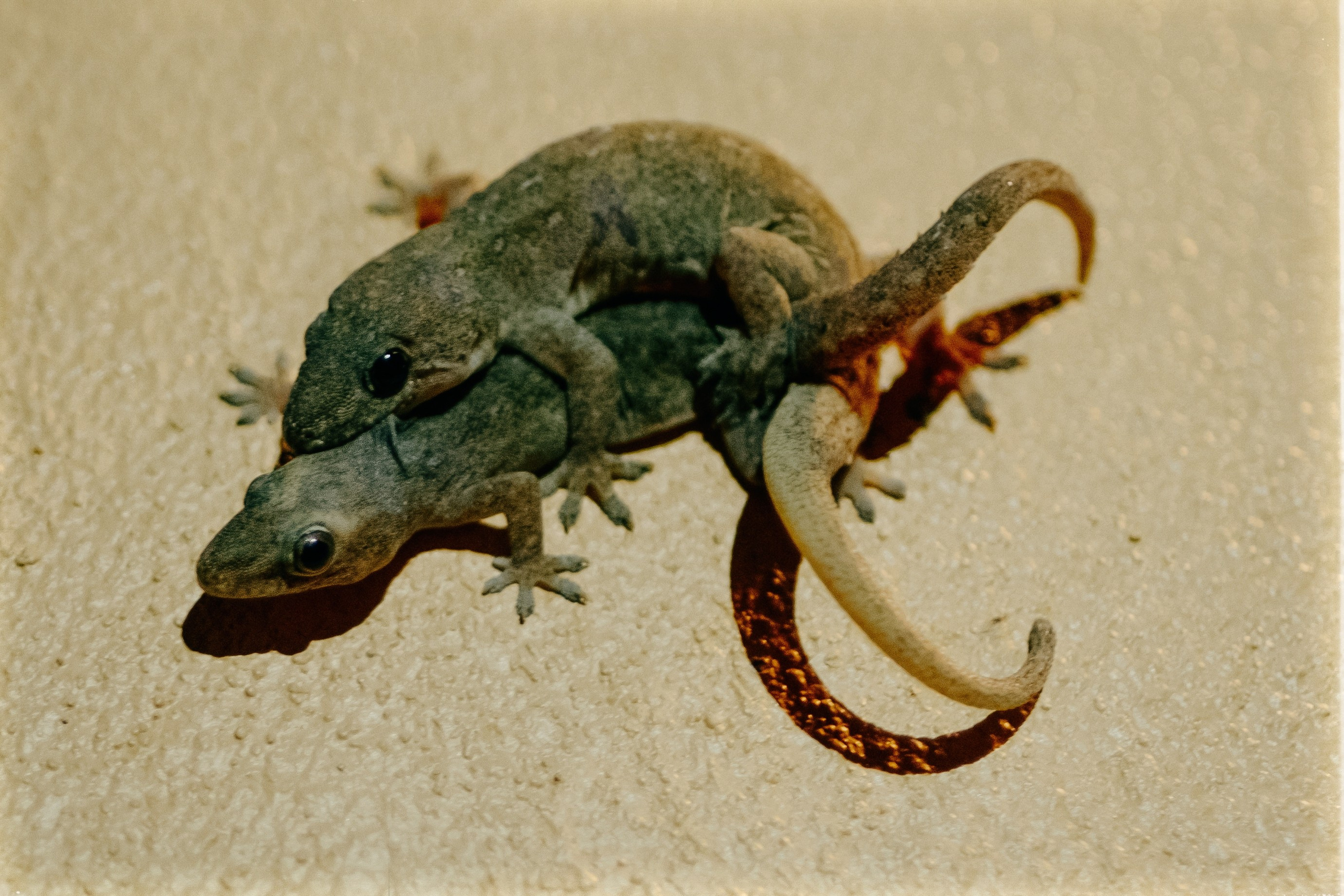 Таиланд. Портретный и репортажный фотограф в Санкт-Петербурге Дарья Сибирякова