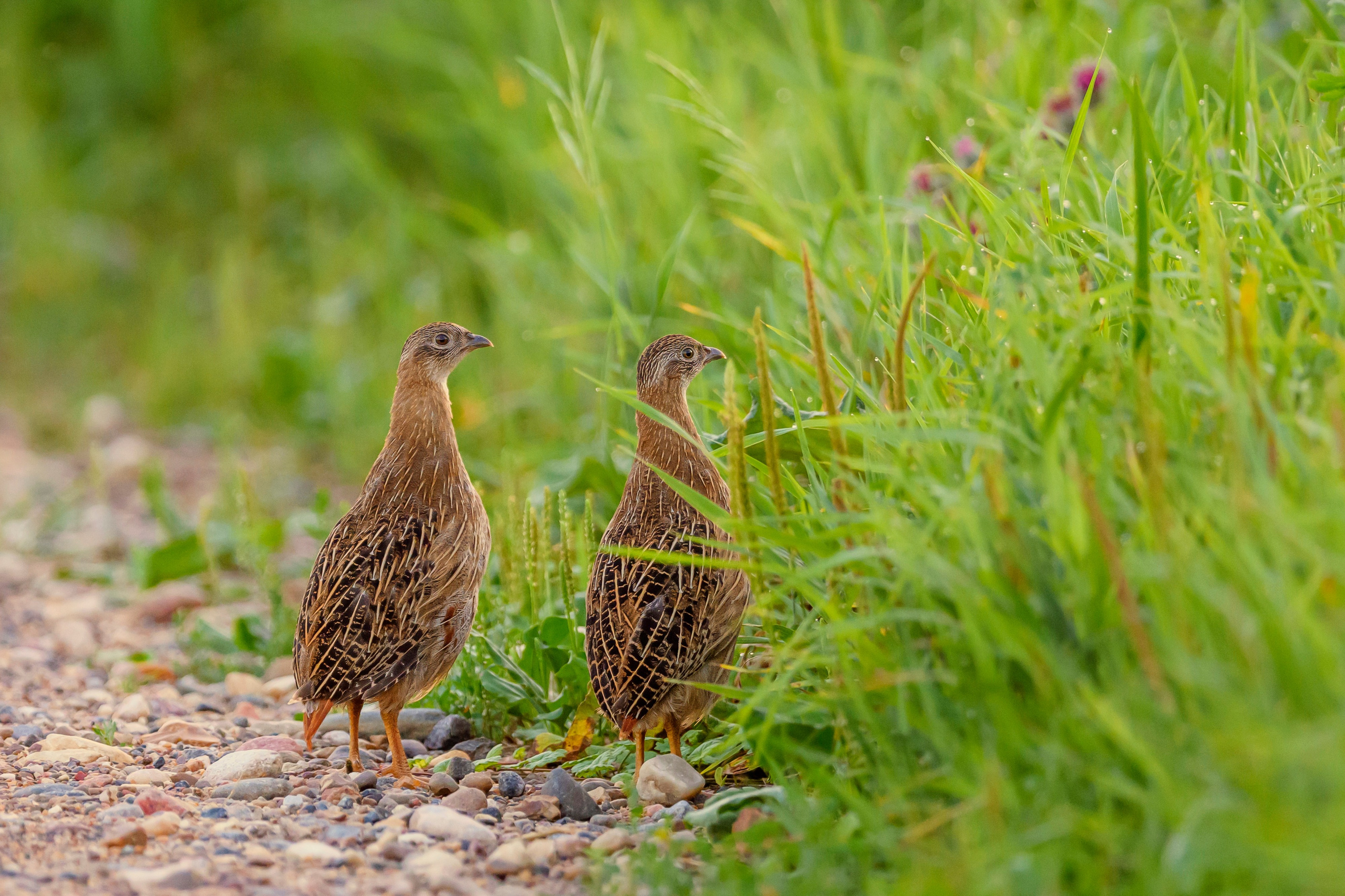 Подросшие птенцы куропатки. Wildlife photography by Sergey Puponin