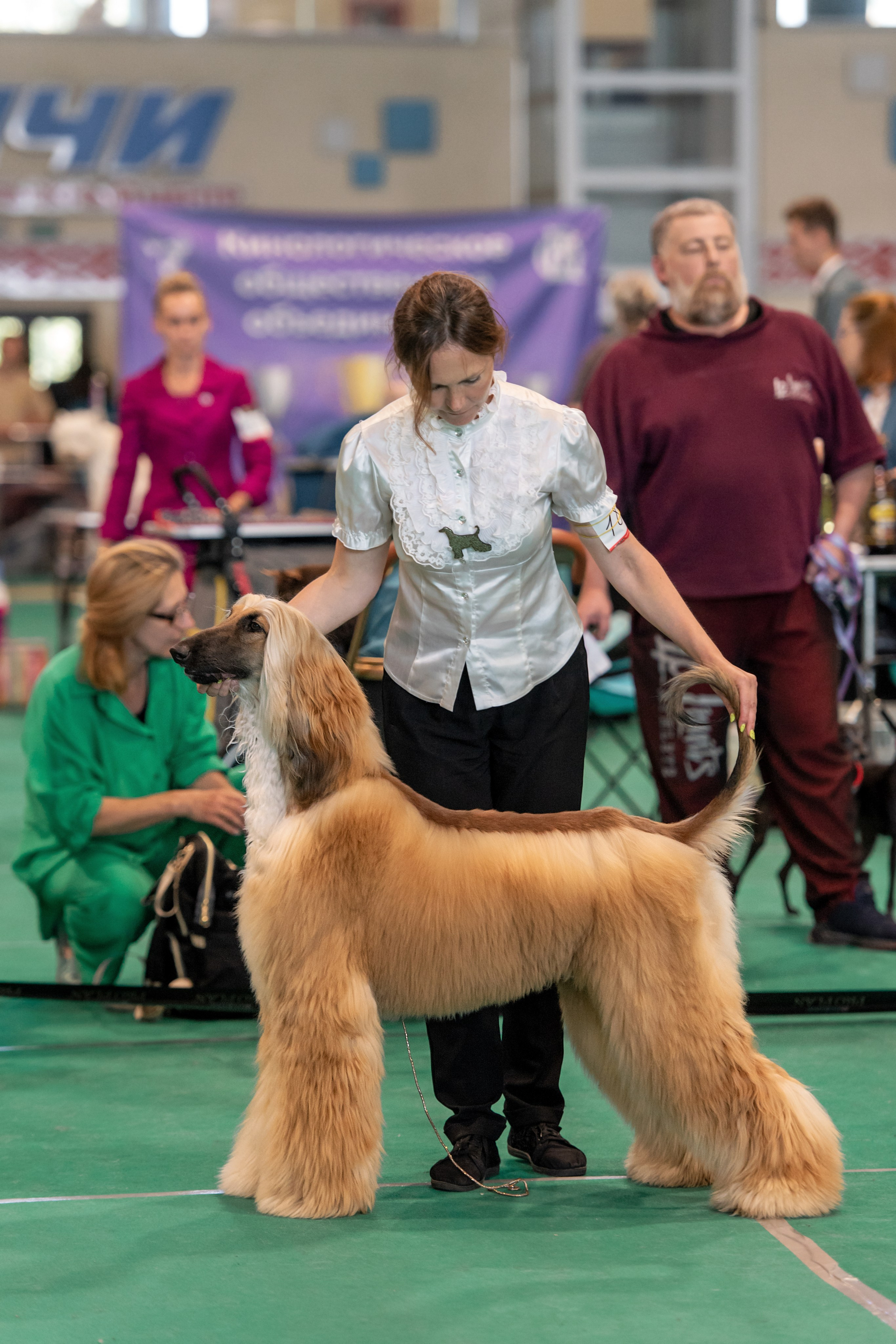 03.08.2025 КОО И Элита. Галерея фотографий афганской борзой