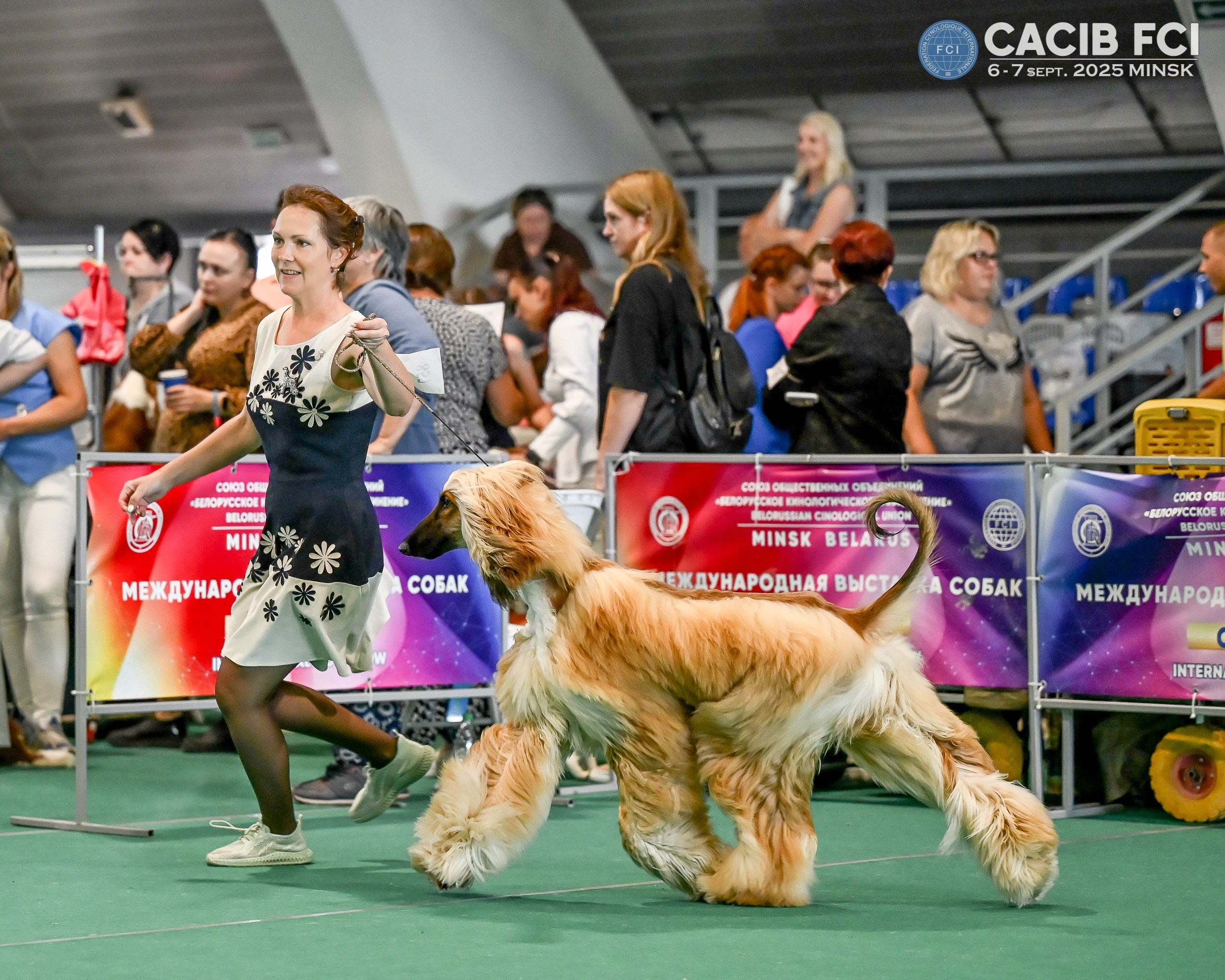 06-07.09.25 Международная выставка собак, Минск, CACIB, FCI. Галерея фотографий афганской борзой