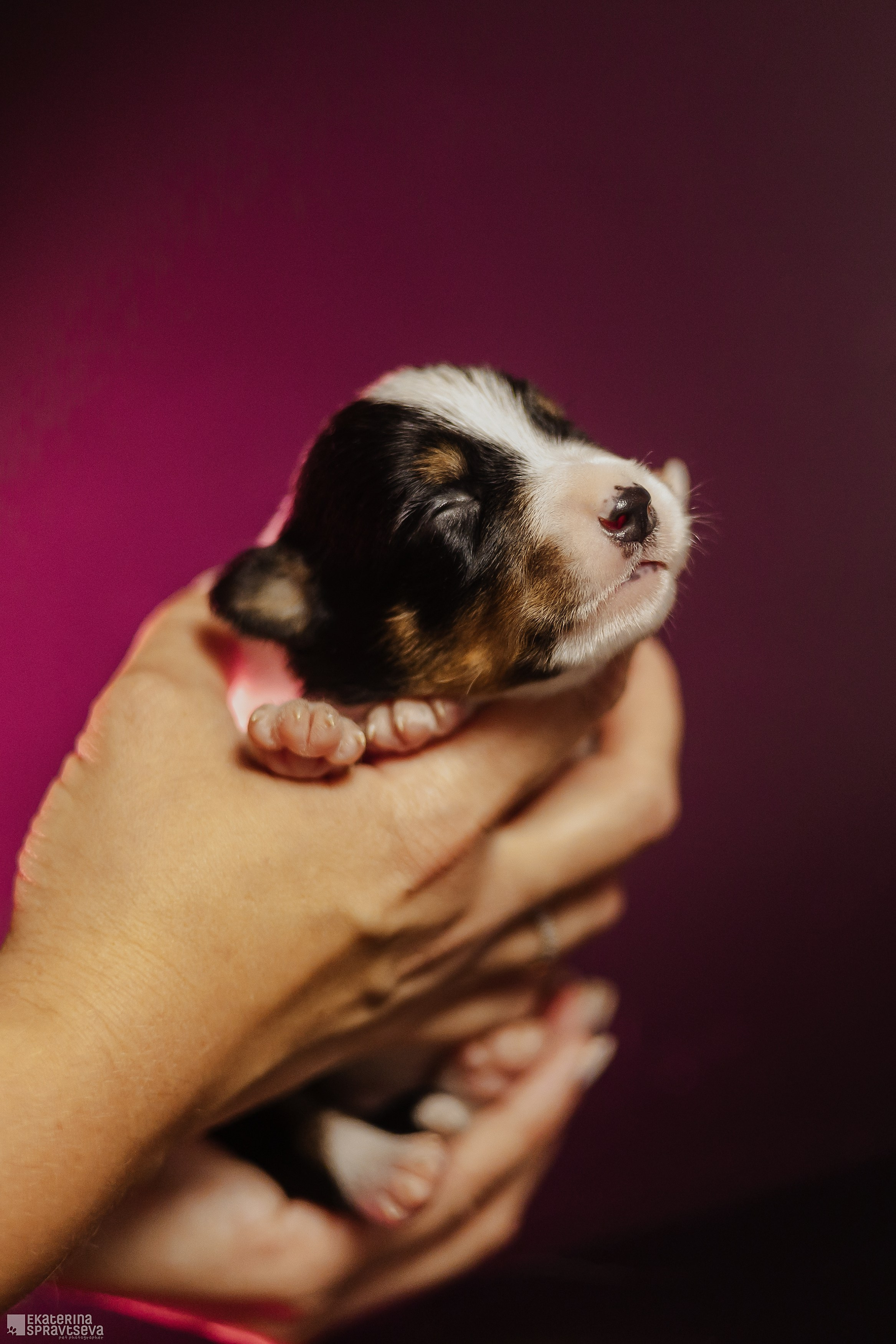 Щенки бордер колли от Ап х Ра. Фотограф Анималист Екатерина Справцева в Нижнем Новгороде