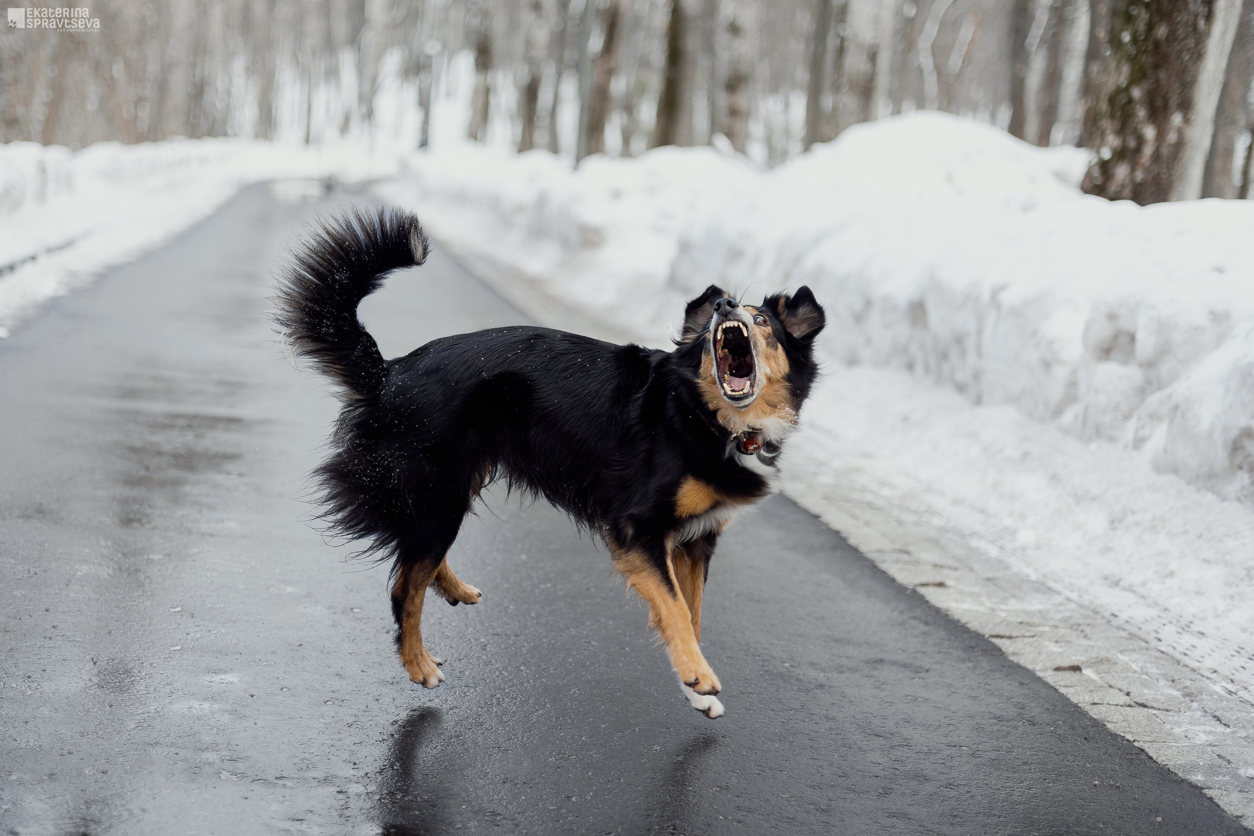 Алла и Кобра. Фотограф Анималист Екатерина Справцева в Нижнем Новгороде