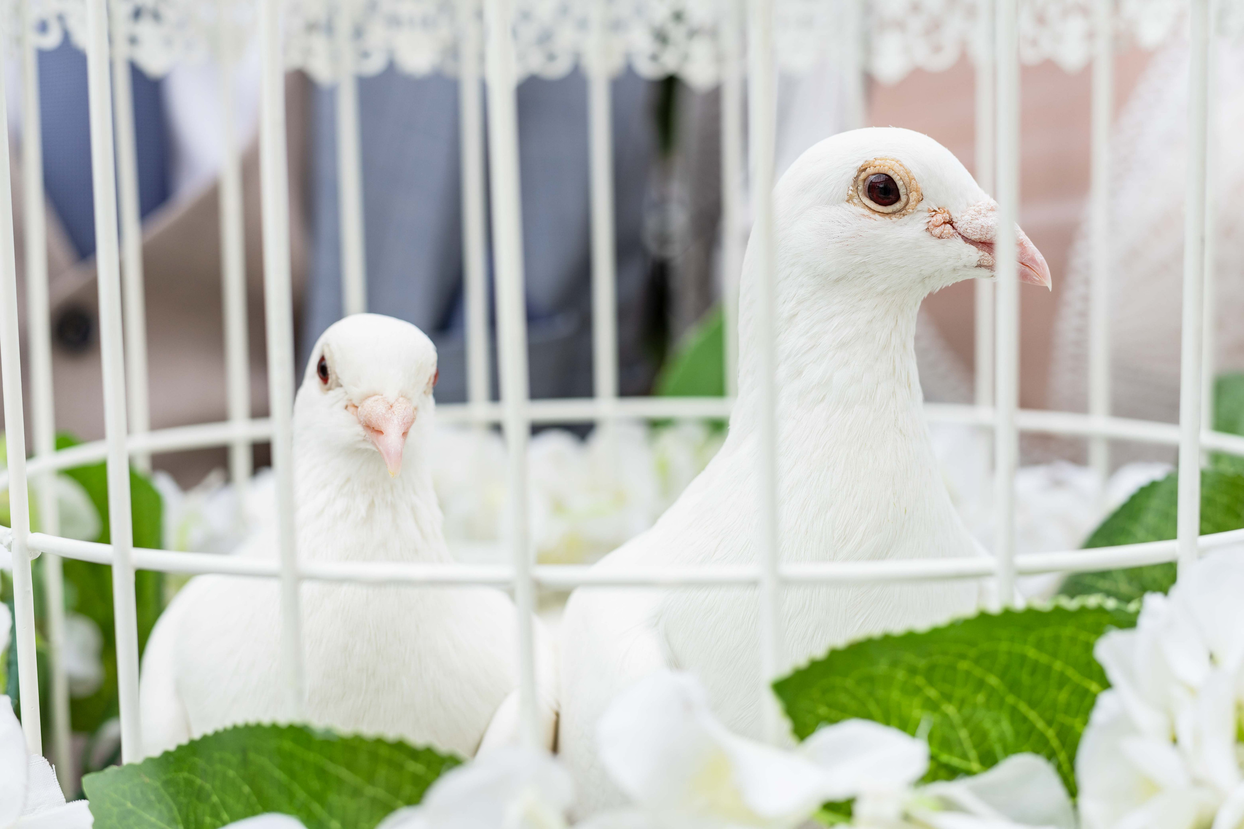 Стас+Даша. Свадебный и семейный фотограф в Санкт-Петербурге Лолита Евстифеева