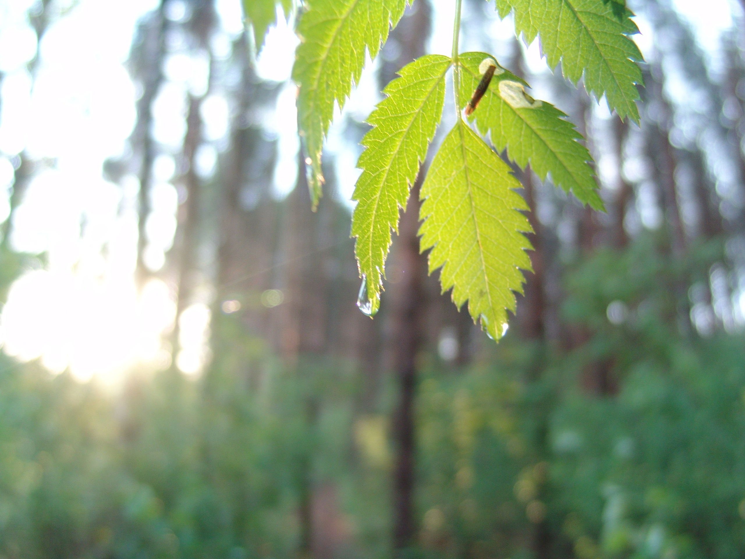 Приезд КС 2005. Заставка