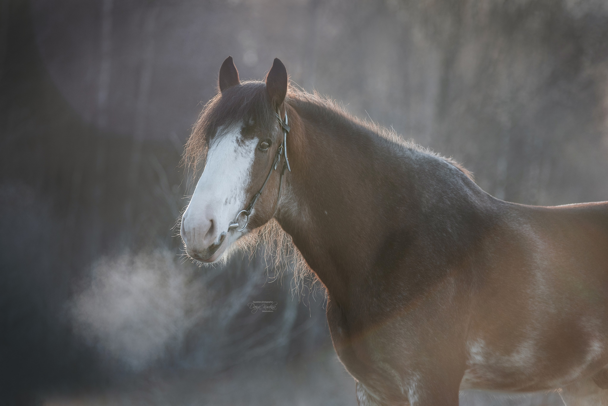Komardins. Конный фотограф Куракина Дарья • Фотосессии с лошадьми
