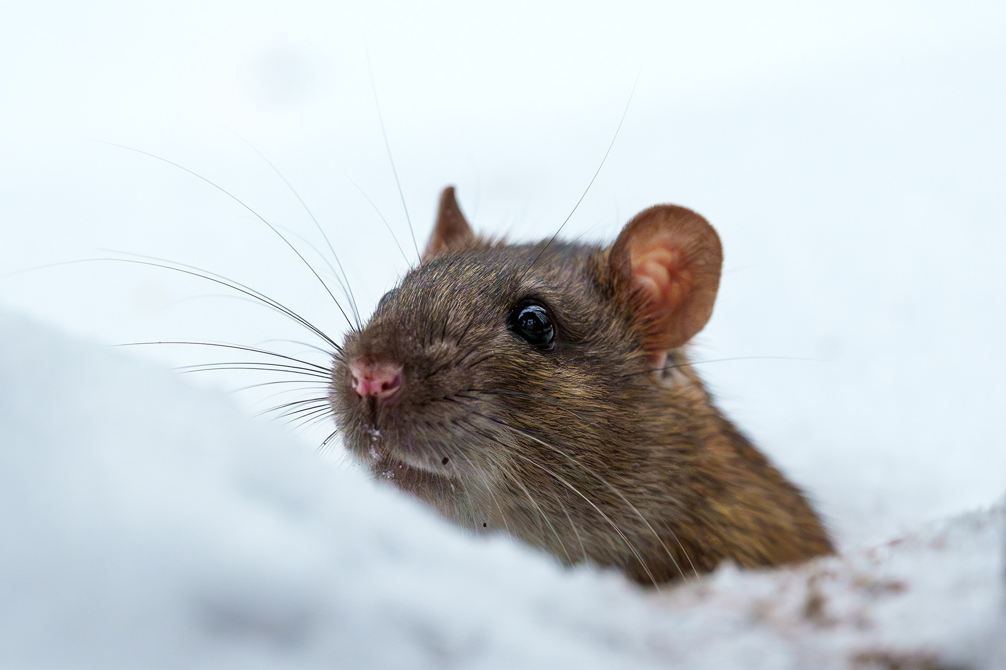 Животные. Ваш личный фотограф Марина Волкова