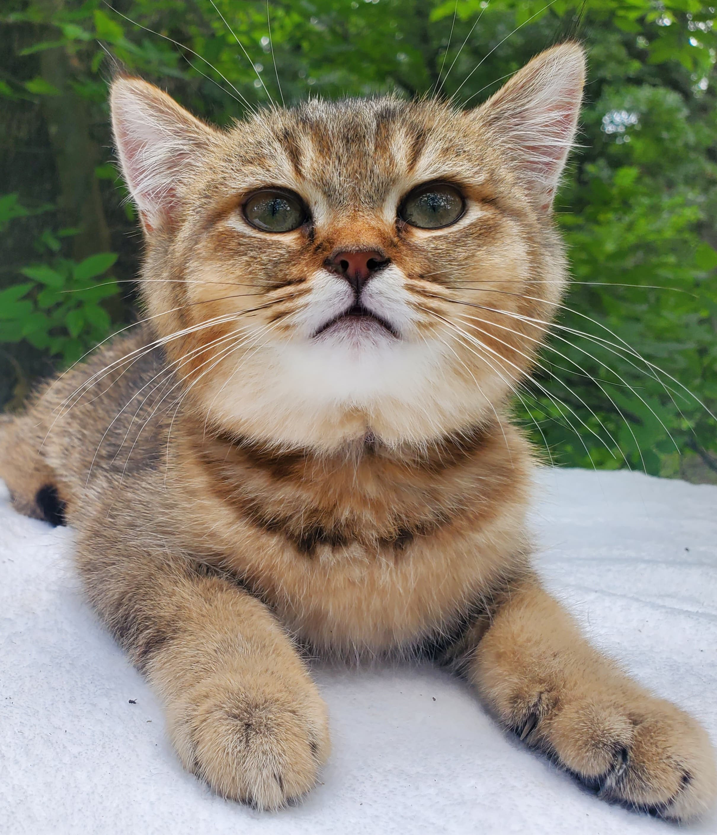 Sammy, male, DB-04.07.25, sold. British shorhair Cats