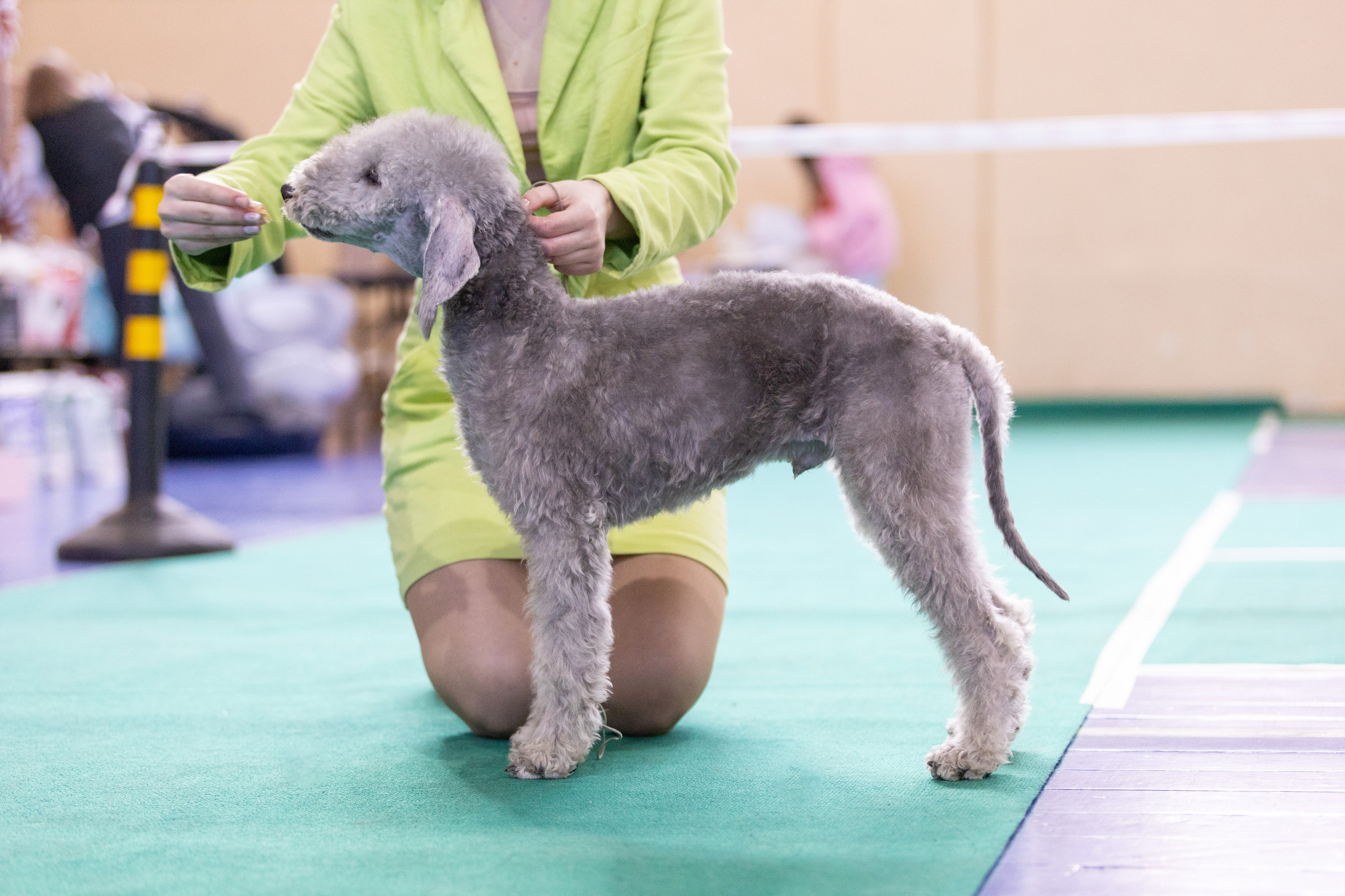 Собаки. Фотограф Яна Матвеева в Ижевске