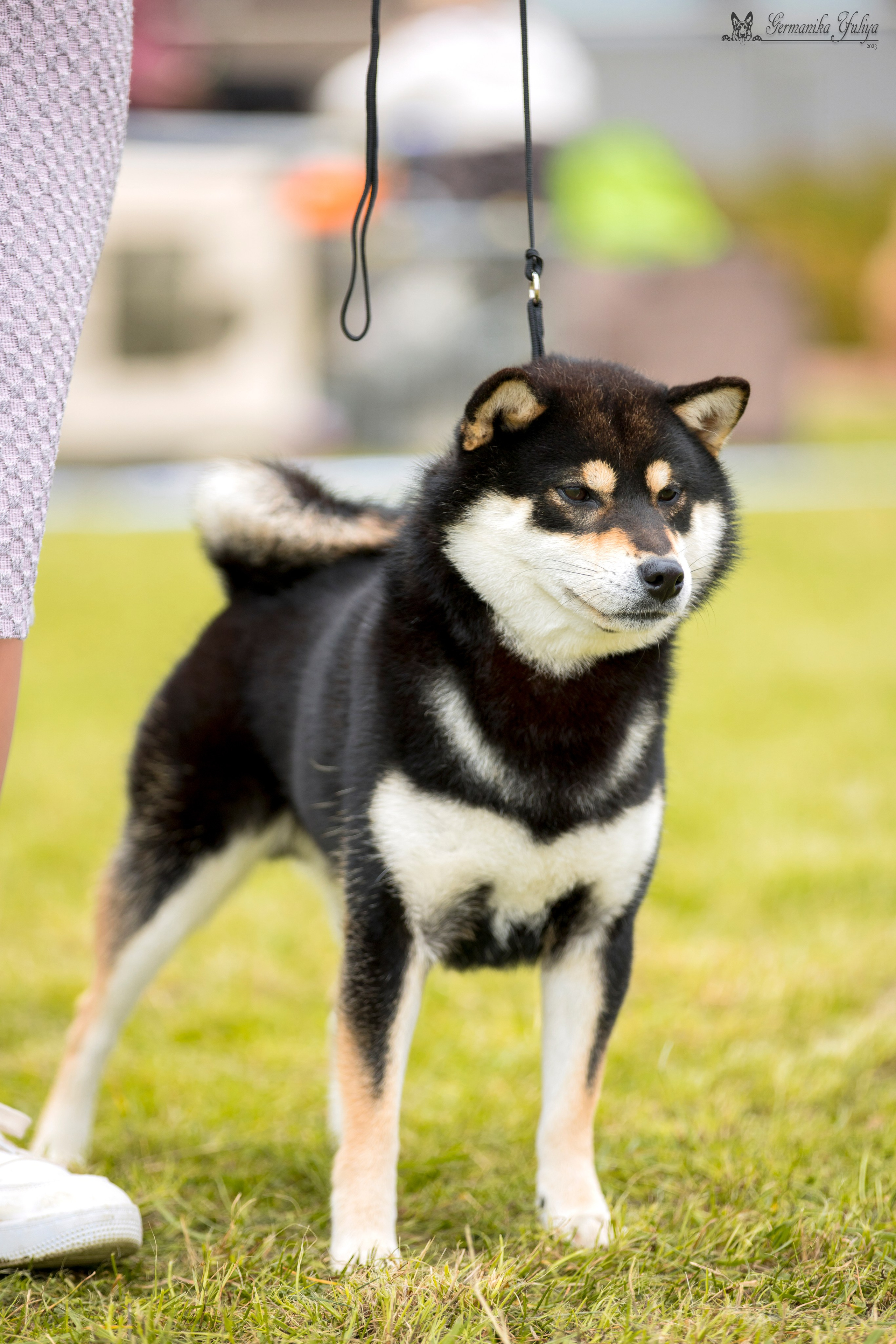 Переславль 9-10.09.2023. Фотограф-анималист Юлия Германика