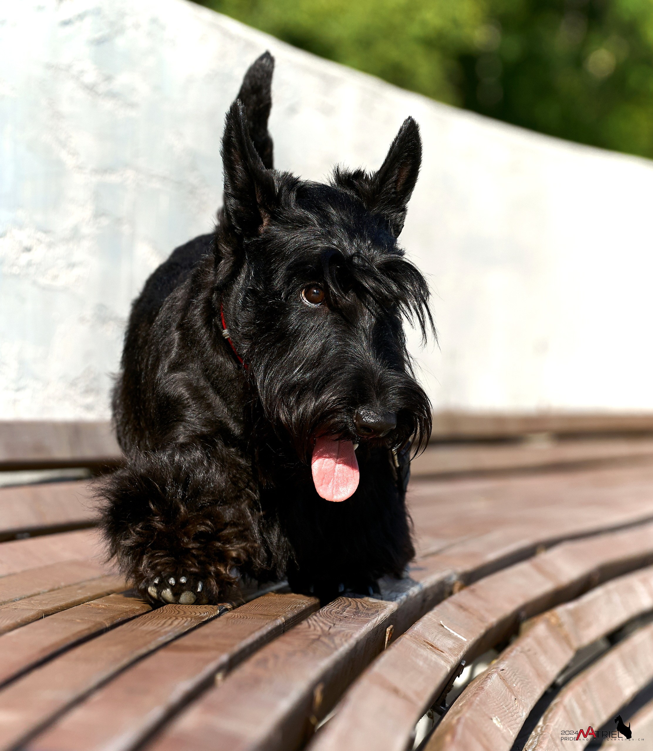 Семейная фотопрогулка с собаками