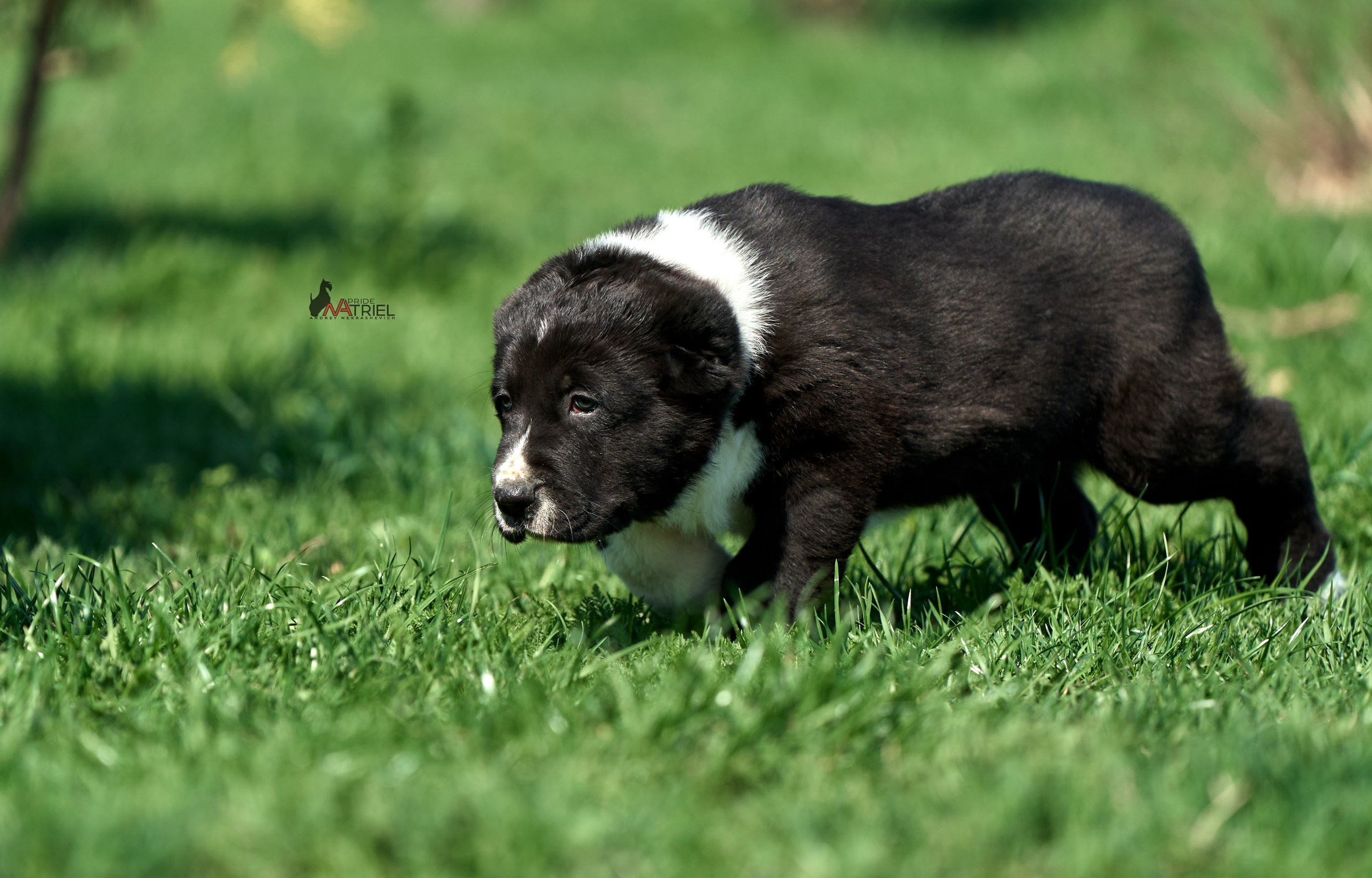 Среднеазиаты — щенки и взрослые