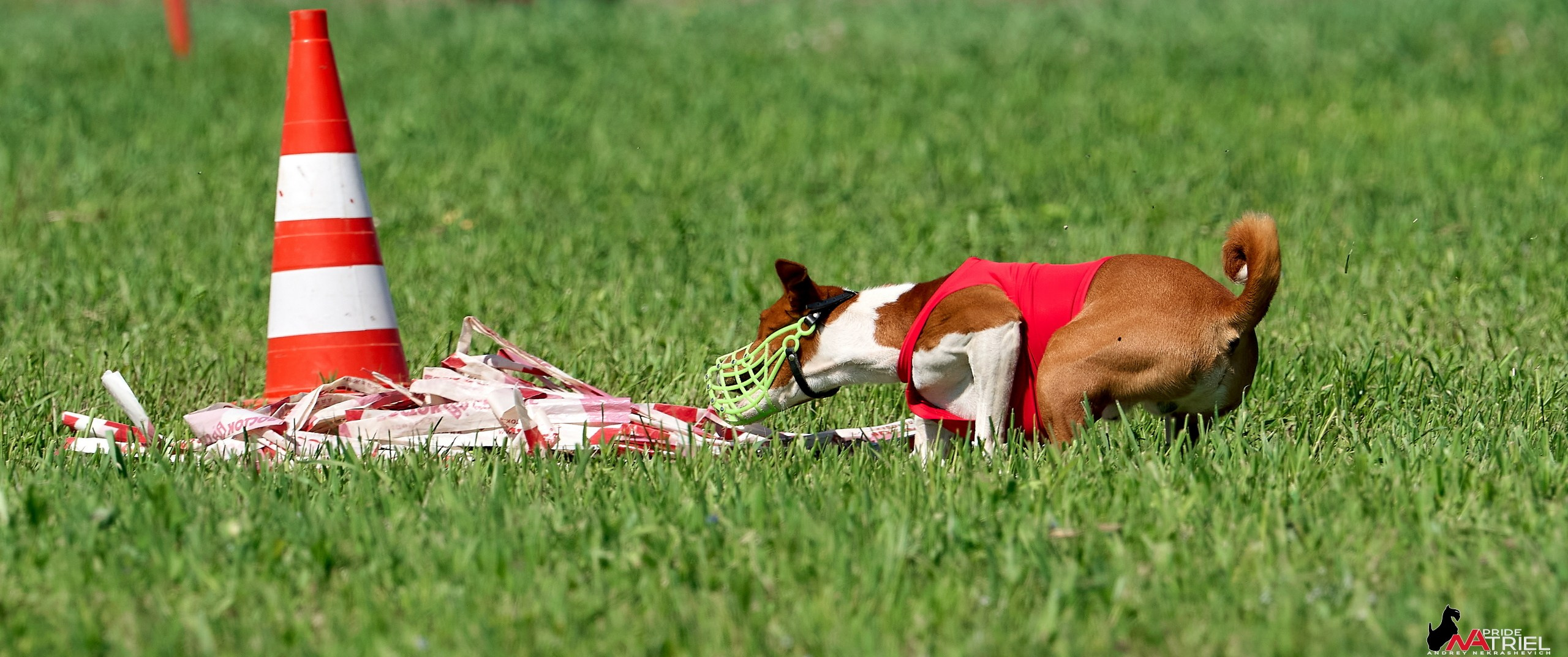Съемка курсинг — галерея NATRIEL