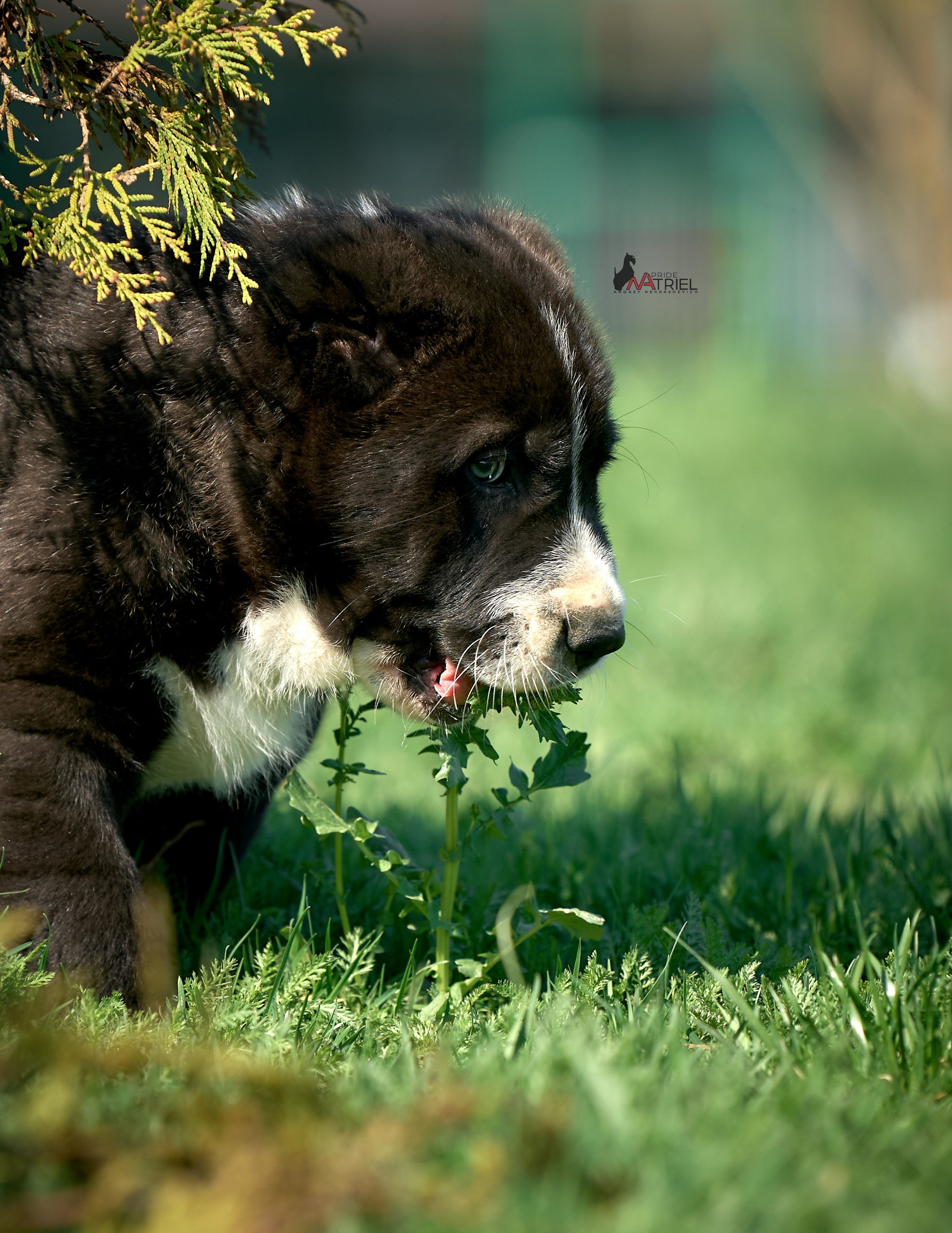 Среднеазиаты — щенки и взрослые