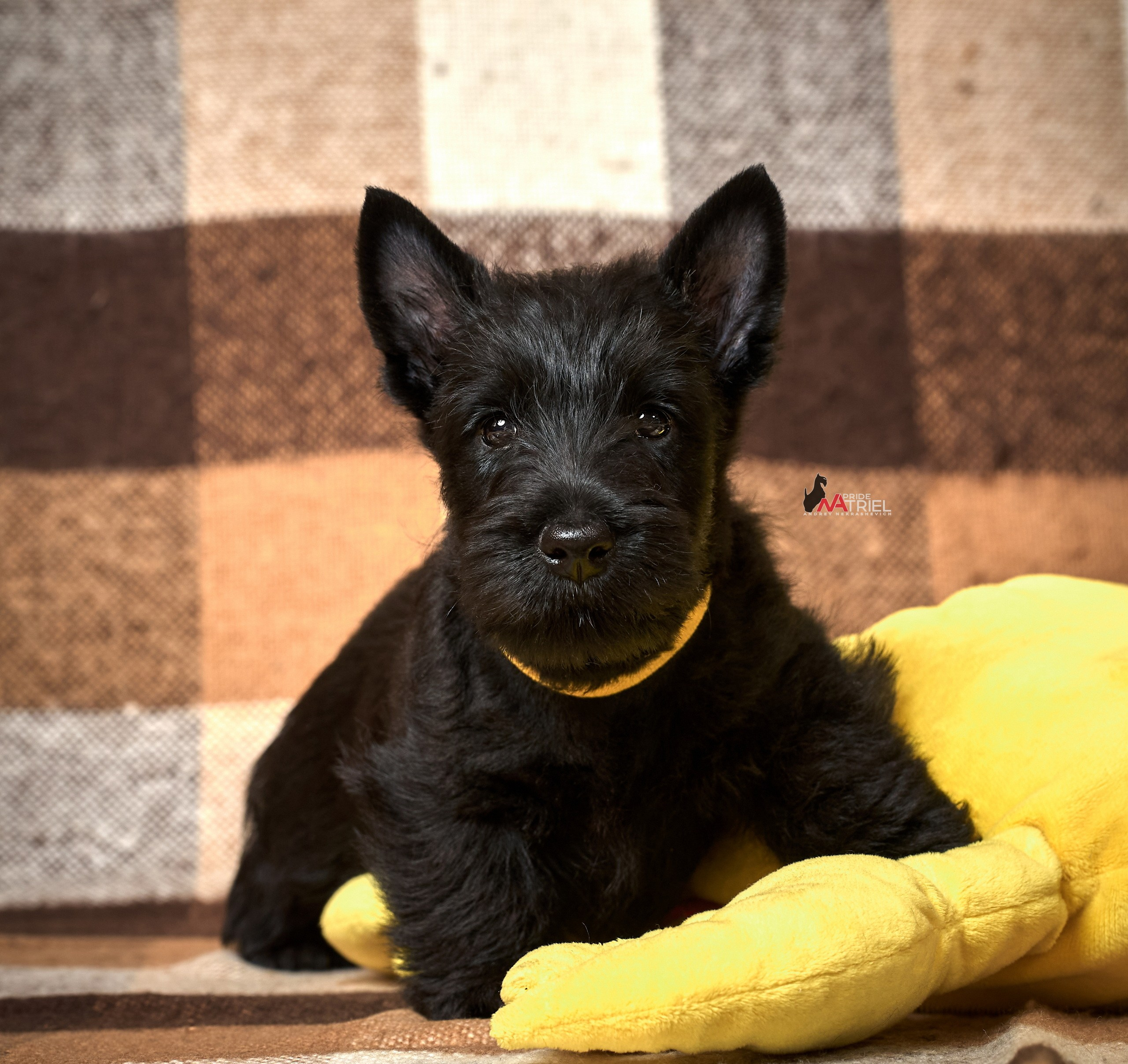 Щенки дома — галерея NATRIEL