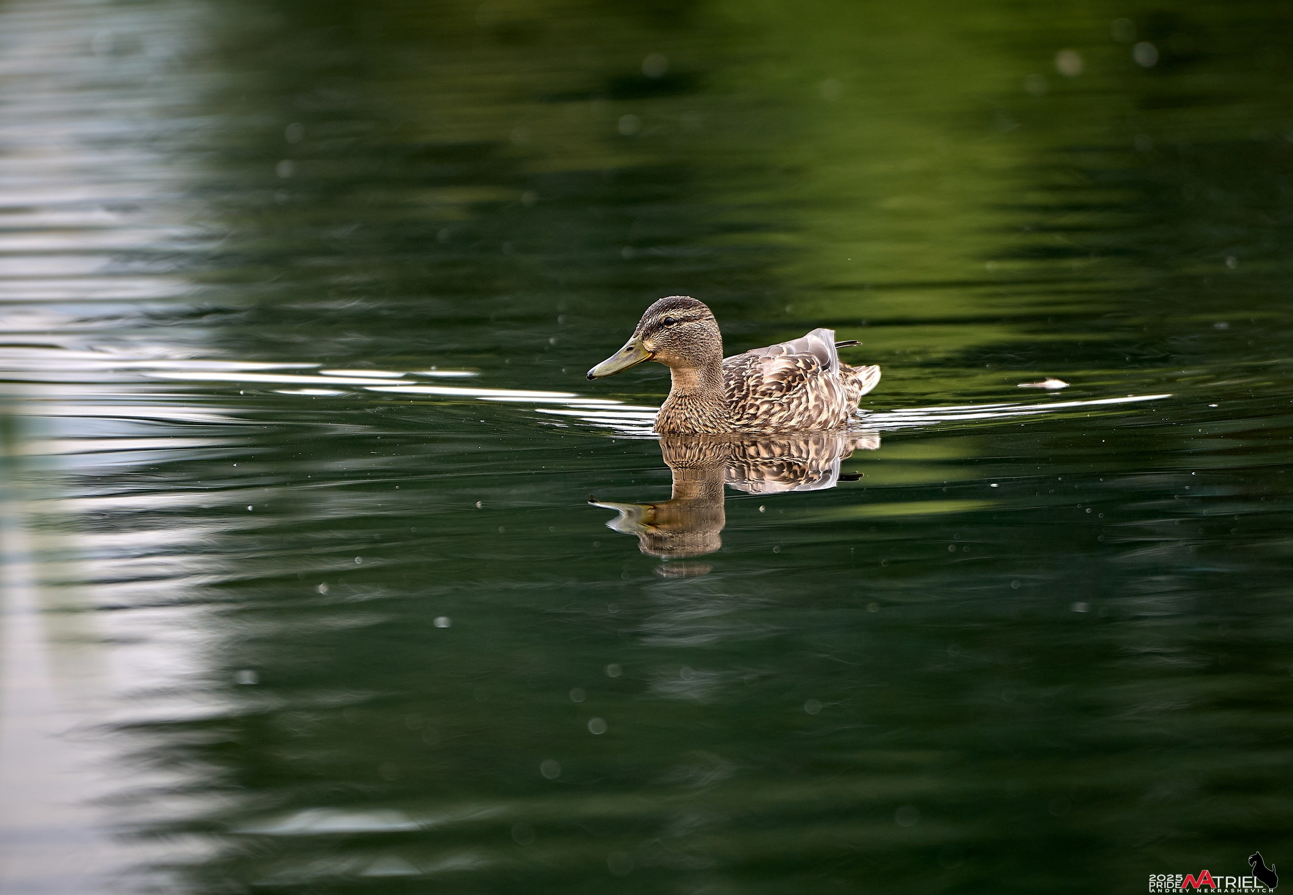 Утки на пруду