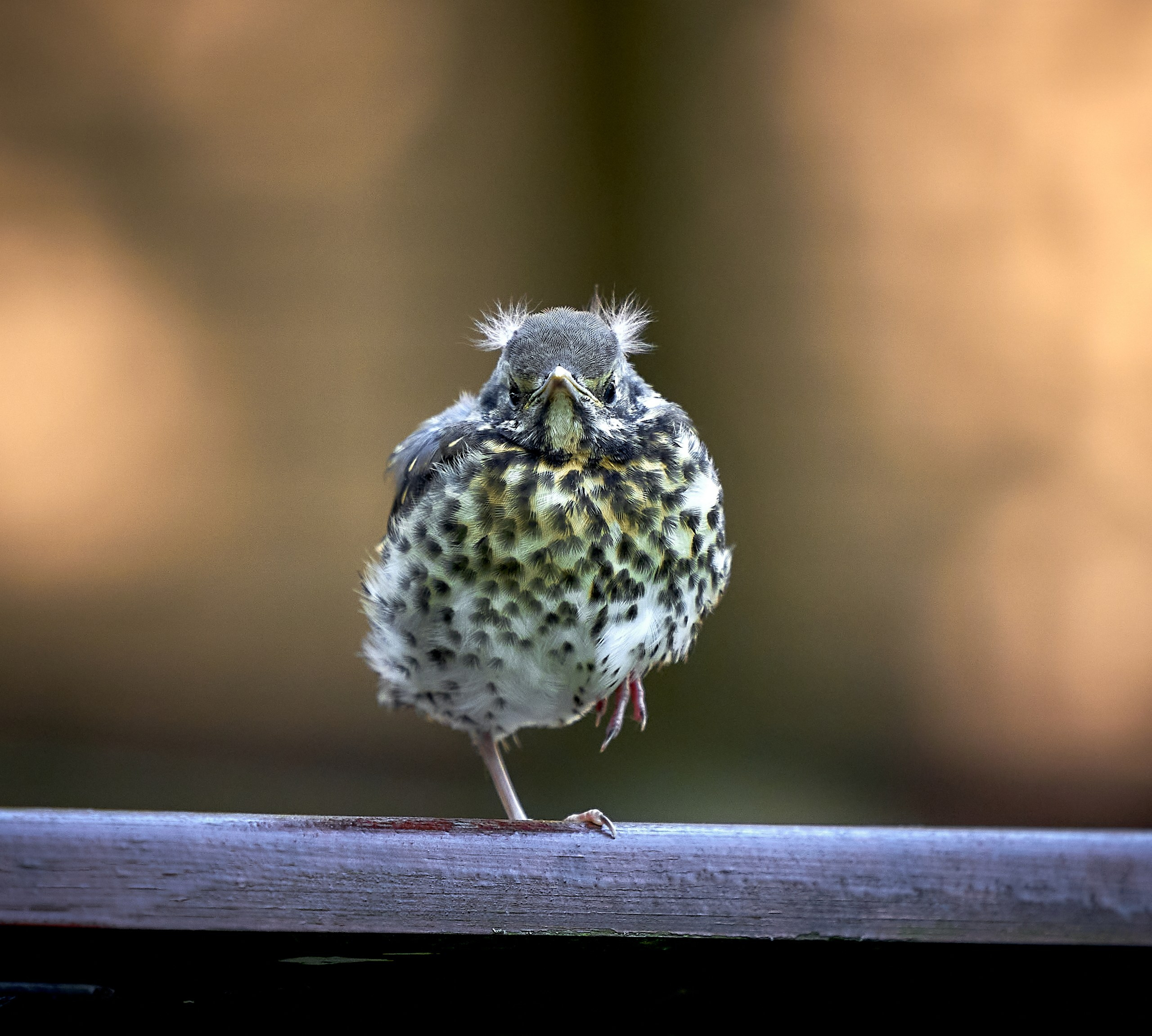 Фото птиц — галерея NATRIEL