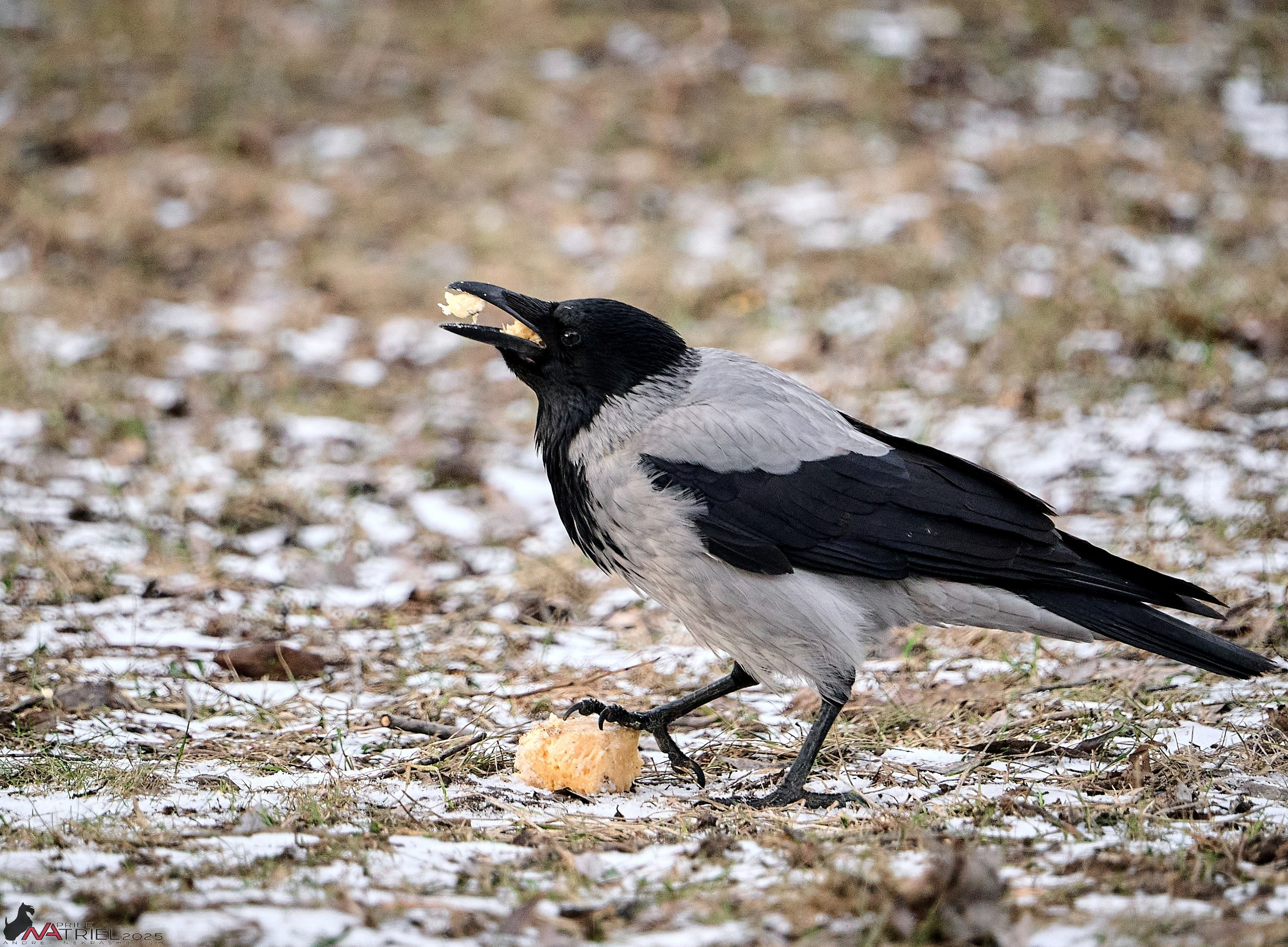 Фотопрогулка "вокруг дома"