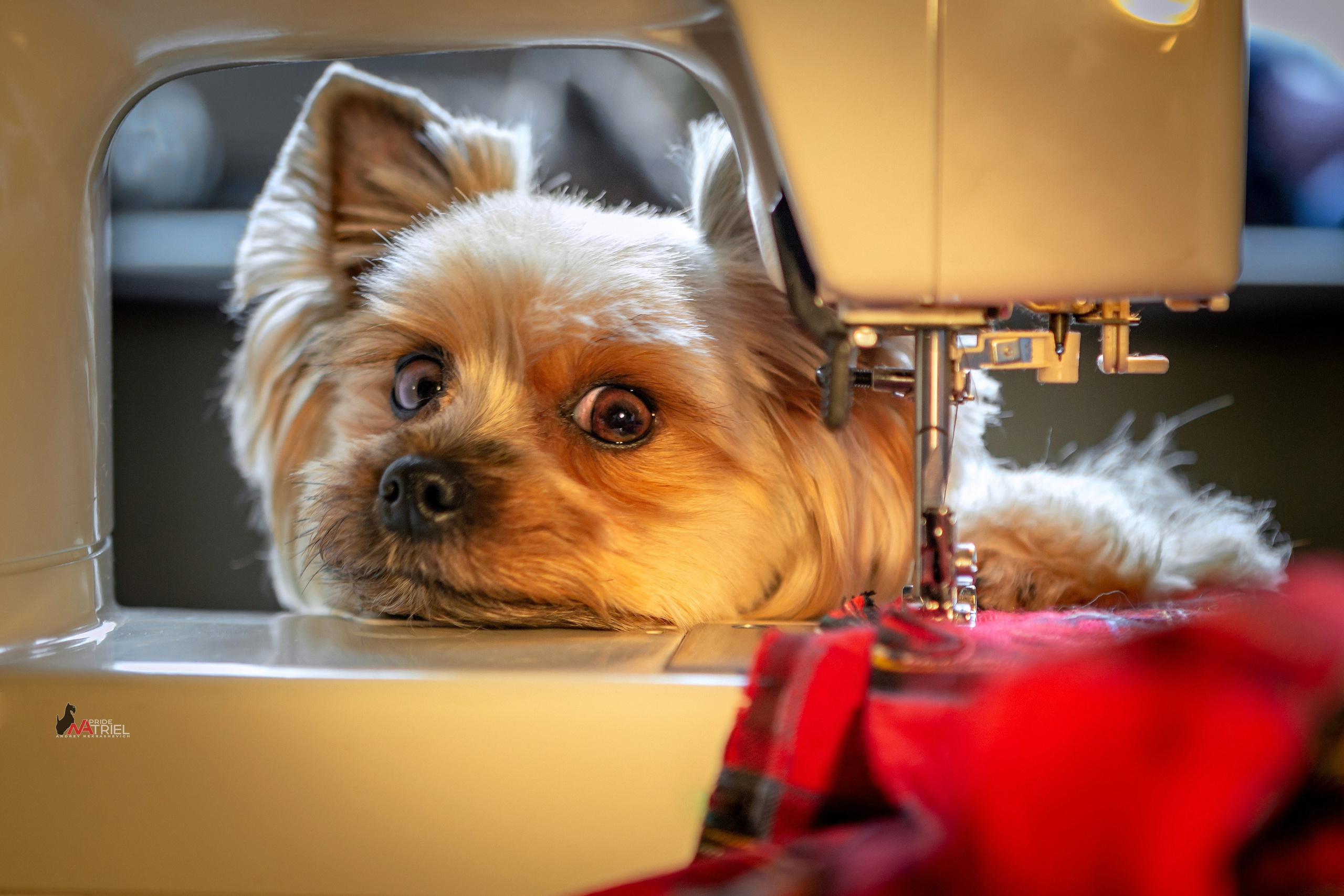 Йоркширский терьер Циля