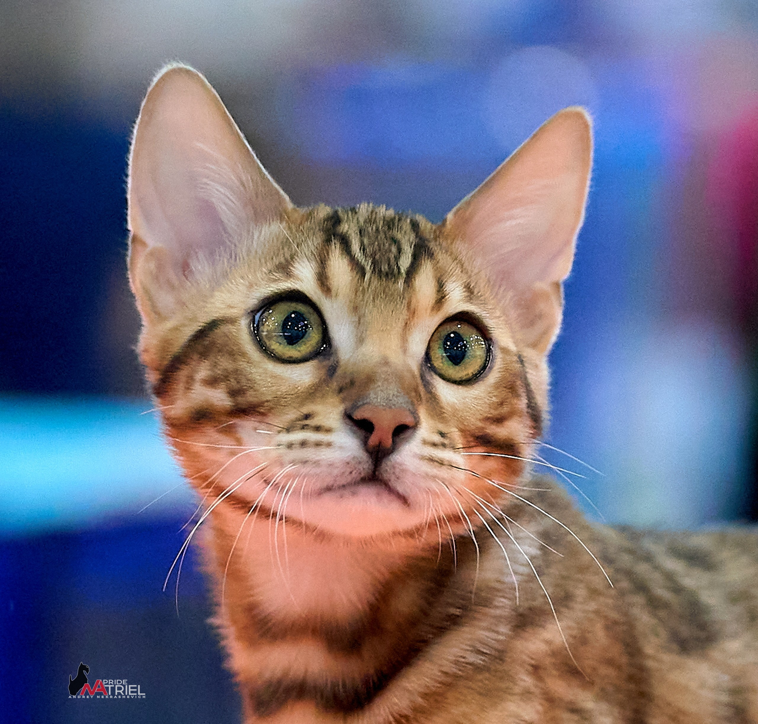 Кошки на выставках — галерея NATRIEL