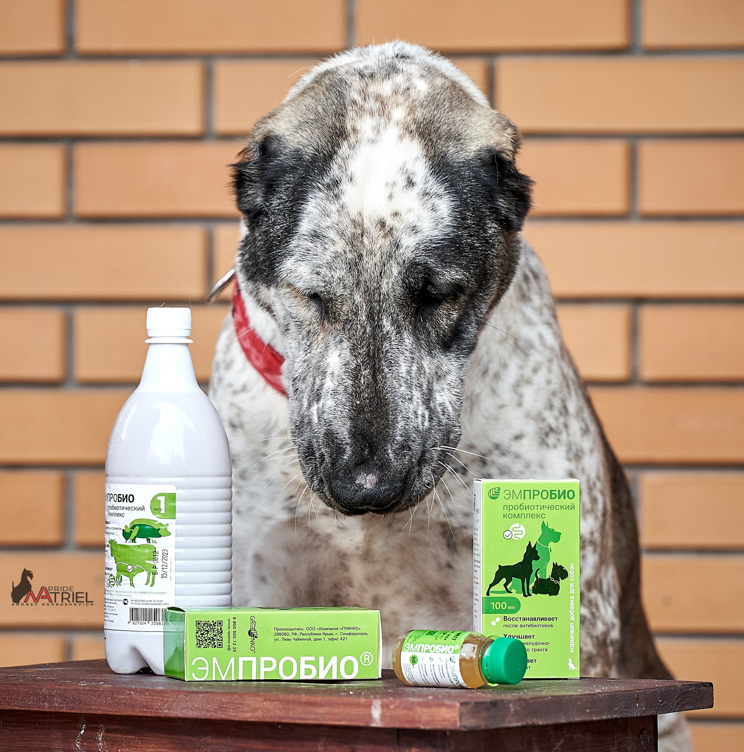 Реклама с животными — галерея NATRIEL