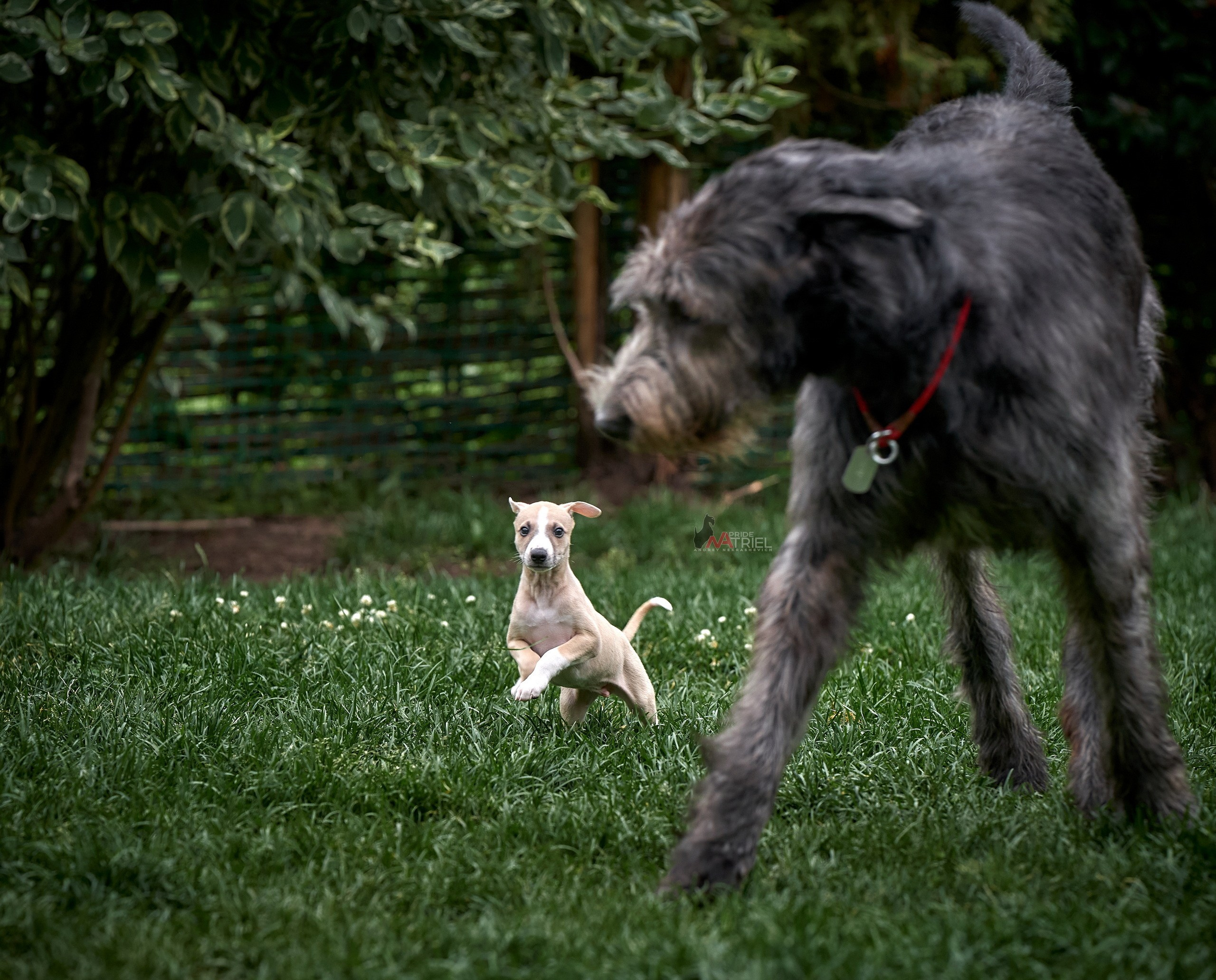 Щенки на прогулке — галерея NATRIEL