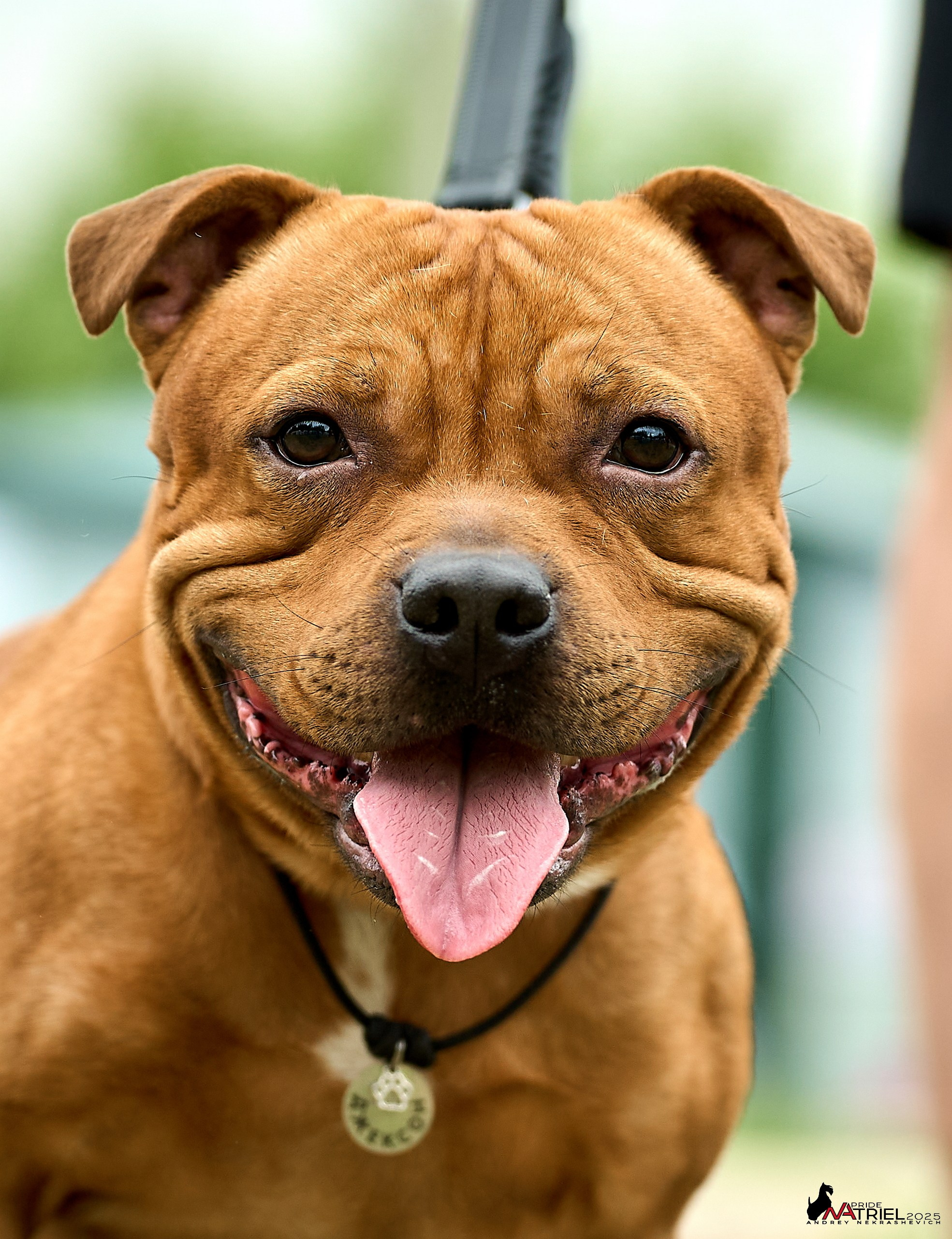 Russian Extreme Dog Trail — 2025