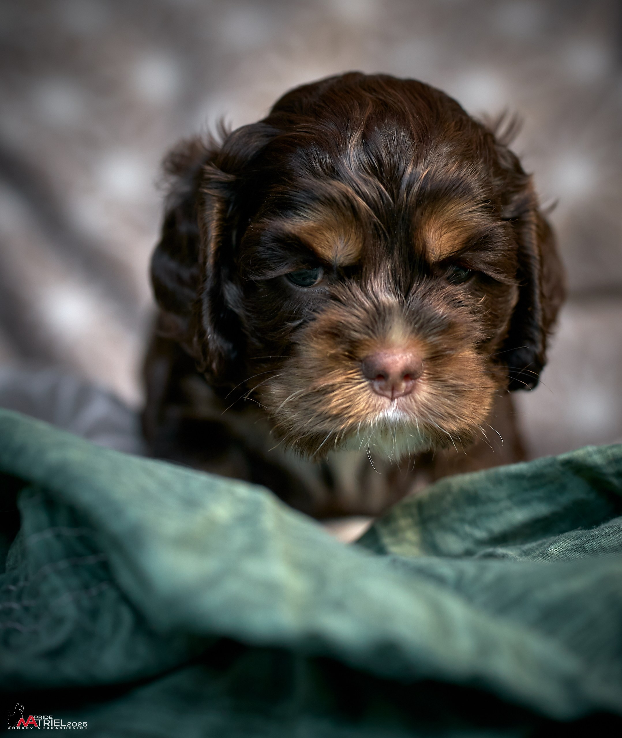 Щенки АмКокеров