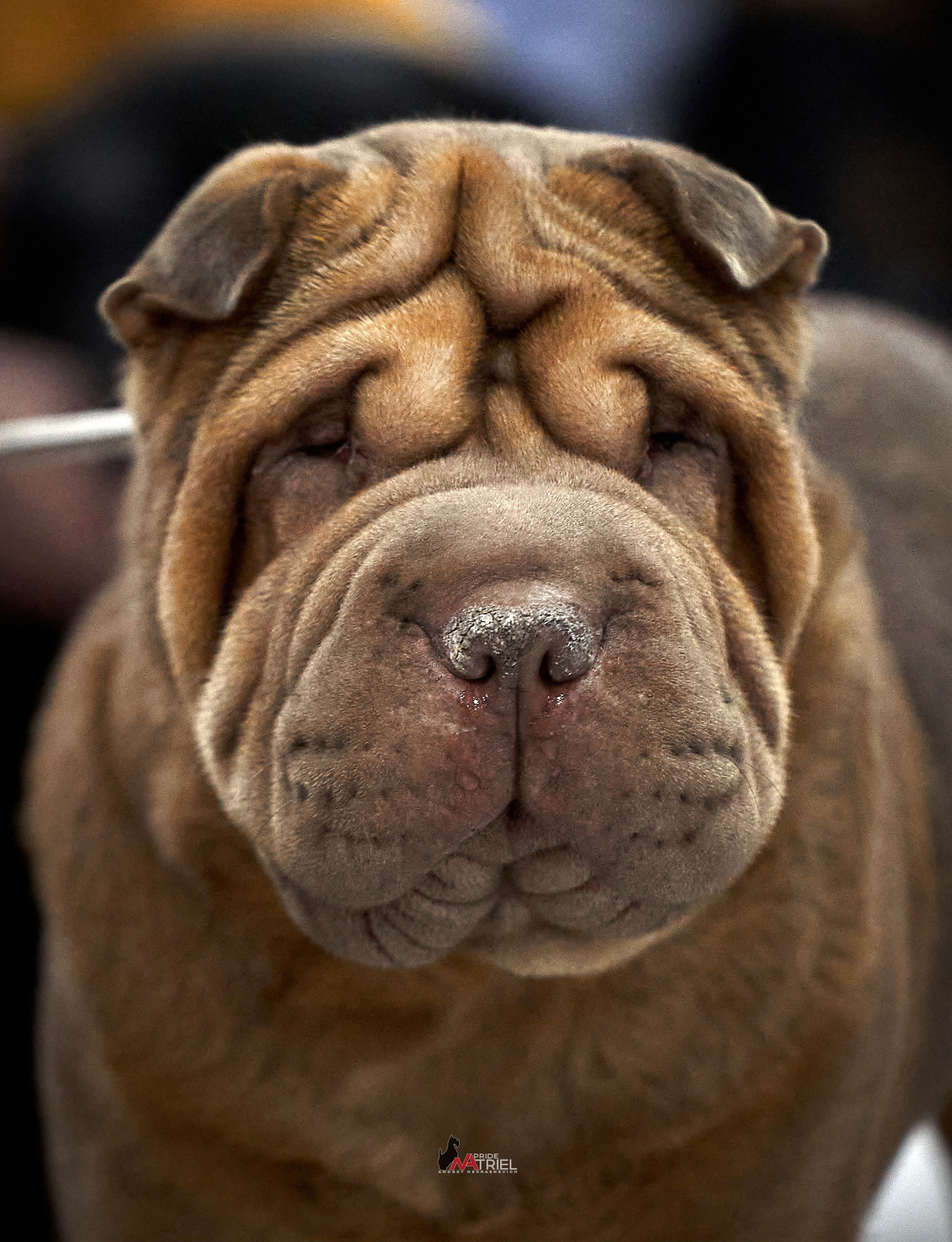 Портреты собак — галерея NATRIEL