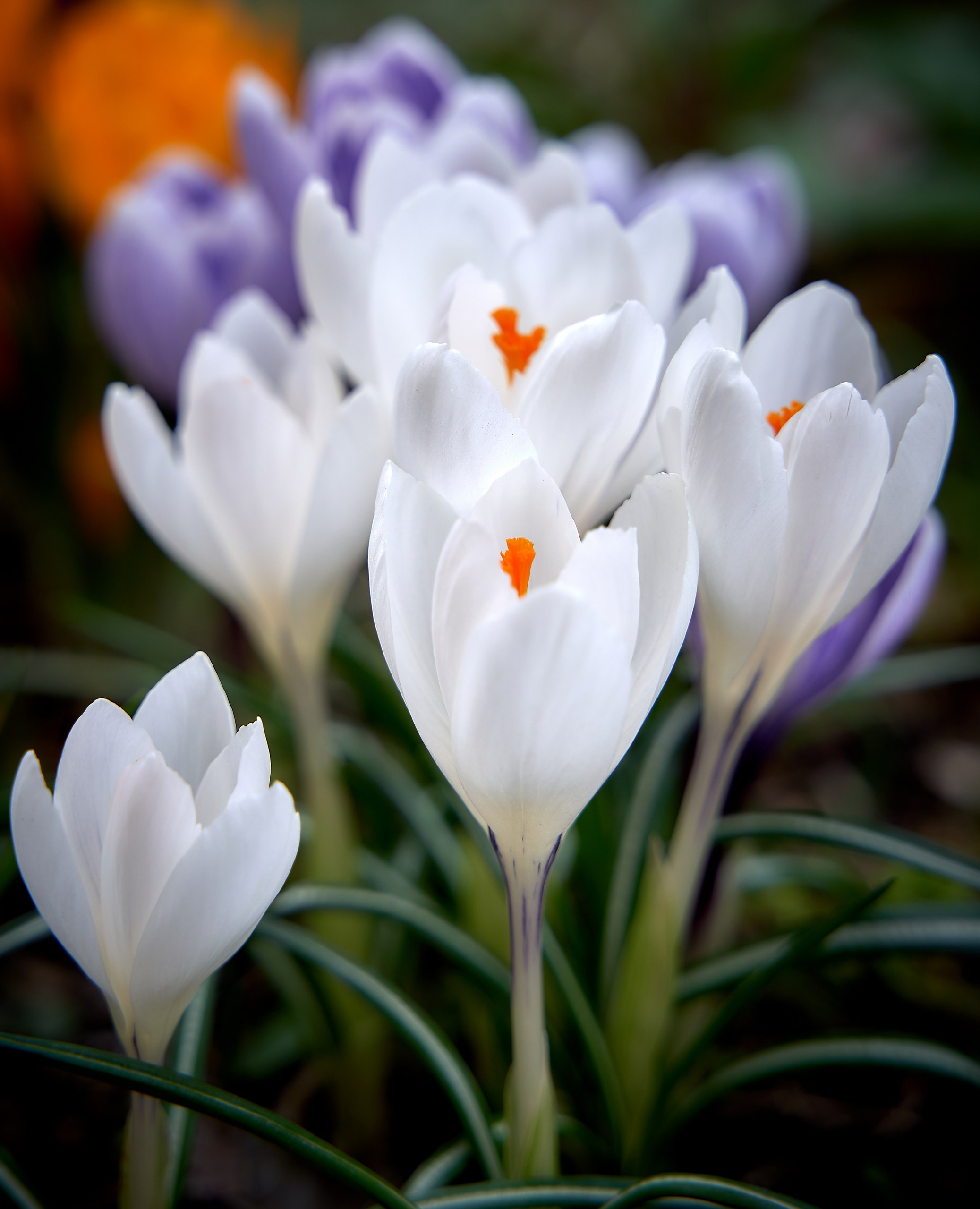 Лютики-цветочки — галерея NATRIEL